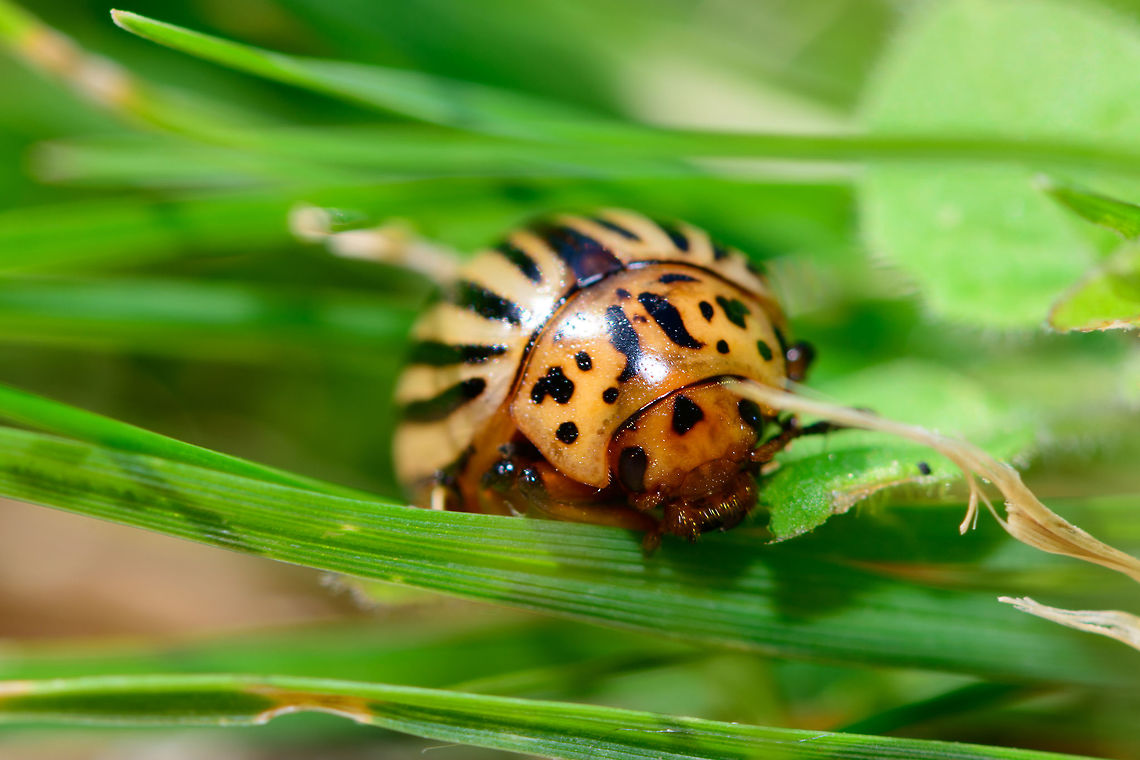 Colorado potato beetle - front view, Netherlands It seems our garden is quite the paradise for invasive species. After the oak processionary moth and box tree moth, here comes the next find. Found by Henriette during the day on the edge of our lawn in the backyard.<br />
<br />
I was initially looking for a ladybird species, but apparently this isn't one. It was introduced from the Americas into Europe as of WW1, and has rapidly grown its territory since. First time I've seen one though. <br />
<figure class="photo"><a href="https://www.jungledragon.com/image/63711/colorado_potato_beetle_-_top_view_netherlands.html" title="Colorado potato beetle - top view, Netherlands"><img src="https://s3.amazonaws.com/media.jungledragon.com/images/2/63711_thumb.jpg?AWSAccessKeyId=05GMT0V3GWVNE7GGM1R2&Expires=1770854410&Signature=7Z331B3bAZSQSyYJLcab44vflzY%3D" width="200" height="180" alt="Colorado potato beetle - top view, Netherlands It seems our garden is quite the paradise for invasive species. After the oak processionary moth and box tree moth, here comes the next find. Found by Henriette during the day on the edge of our lawn in the backyard. <br />
<br />
I was initially looking for a ladybird species, but apparently this isn't one. It was introduced from the Americas into Europe as of WW1, and has rapidly grown its territory since. First time I've seen one though.<br />
https://www.jungledragon.com/image/63712/colorado_potato_beetle_-_front_view_netherlands.html<br />
https://www.jungledragon.com/image/63713/colorado_potato_beetle_-_front_view_ii_netherlands.html Colorado potato beetle,Europe,Heesch,Leptinotarsa decemlineata,Moths,Netherlands,World" /></a></figure><br />
<figure class="photo"><a href="https://www.jungledragon.com/image/63713/colorado_potato_beetle_-_front_view_ii_netherlands.html" title="Colorado potato beetle - front view II, Netherlands"><img src="https://s3.amazonaws.com/media.jungledragon.com/images/2/63713_thumb.jpg?AWSAccessKeyId=05GMT0V3GWVNE7GGM1R2&Expires=1770854410&Signature=0iFGmzd32sC%2FTSFY12jcJ7lsOf0%3D" width="200" height="154" alt="Colorado potato beetle - front view II, Netherlands It seems our garden is quite the paradise for invasive species. After the oak processionary moth and box tree moth, here comes the next find. Found by Henriette during the day on the edge of our lawn in the backyard.<br />
<br />
I was initially looking for a ladybird species, but apparently this isn't one. It was introduced from the Americas into Europe as of WW1, and has rapidly grown its territory since. First time I've seen one though. <br />
https://www.jungledragon.com/image/63711/colorado_potato_beetle_-_top_view_netherlands.html<br />
https://www.jungledragon.com/image/63712/colorado_potato_beetle_-_front_view_netherlands.html Colorado potato beetle,Europe,Heesch,Leptinotarsa decemlineata,Moths,Netherlands,World" /></a></figure> Colorado potato beetle,Europe,Heesch,Leptinotarsa decemlineata,Moths,Netherlands,World