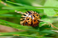 Colorado potato beetle - front view, Netherlands It seems our garden is quite the paradise for invasive species. After the oak processionary moth and box tree moth, here comes the next find. Found by Henriette during the day on the edge of our lawn in the backyard.<br />
<br />
I was initially looking for a ladybird species, but apparently this isn't one. It was introduced from the Americas into Europe as of WW1, and has rapidly grown its territory since. First time I've seen one though. <br />
https://www.jungledragon.com/image/63711/colorado_potato_beetle_-_top_view_netherlands.html<br />
https://www.jungledragon.com/image/63713/colorado_potato_beetle_-_front_view_ii_netherlands.html Colorado potato beetle,Europe,Heesch,Leptinotarsa decemlineata,Moths,Netherlands,World