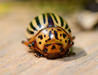 Colorado potato beetle - front view II, Netherlands It seems our garden is quite the paradise for invasive species. After the oak processionary moth and box tree moth, here comes the next find. Found by Henriette during the day on the edge of our lawn in the backyard.<br />
<br />
I was initially looking for a ladybird species, but apparently this isn't one. It was introduced from the Americas into Europe as of WW1, and has rapidly grown its territory since. First time I've seen one though. <br />
https://www.jungledragon.com/image/63711/colorado_potato_beetle_-_top_view_netherlands.html<br />
https://www.jungledragon.com/image/63712/colorado_potato_beetle_-_front_view_netherlands.html Colorado potato beetle,Europe,Heesch,Leptinotarsa decemlineata,Moths,Netherlands,World