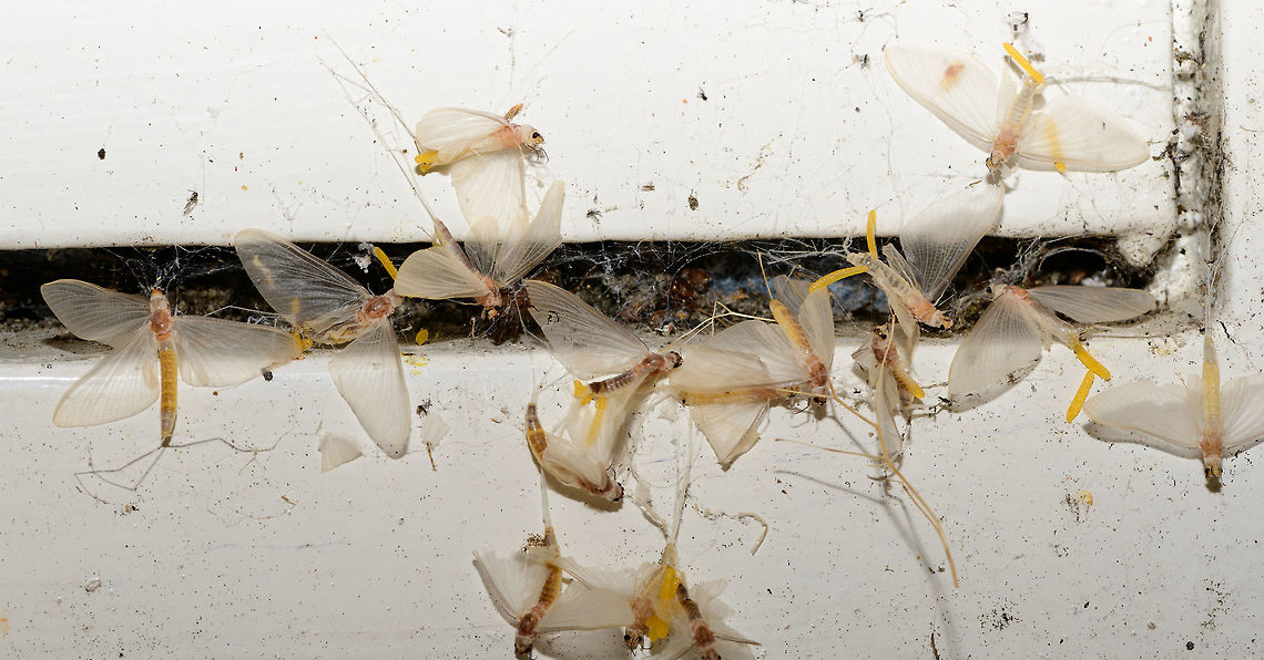 Summer Snow, Heesch, Netherlands The day after my first moth night, I found a few lifeless moths on the floor. Which initially shocked me a little, worrying that I killed them with the light somehow. Imagine my far greater horror when finding this one day later, after two nights of running the light trap. <br />
<br />
At the far end of our porch, near ground level, I found this cluster of 15 "moths" all stuck in cog webs, some still flapping their wings. They are being taken apart and eaten alive by several spiders. In this case I wish the photo wasn't sharp, but it is. It's a whopping 47MP of gore if you have the guts to zoom in.<br />
<br />
I've been pondering for a few days now about what happened here. I didn't see any of these during the actual nightly traps. Why are they in our garden, in such numbers, and why would they specifically go to the absolute worst place to be: a dark corner full of spiders, collectively? I couldn't make sense of it.<br />
<br />
I found some answers that may wash away some of the gore. Rather than disgusted, I now feel fortunate to have seen this. <br />
<br />
This is Ephoron virgo, a species of mayfly declared extinct in the Netherlands in 1937, due to the pollution of our rivers. Before that low point, it was a well known natural phenomenon where on specific hot summer August nights, these mayflies would collectively rise from the rivers and descend into the cities in such huge numbers, that it literally appeared to be snowing. <br />
<br />
A forgotten natural phenomenon for decades, until in 1991, only moments after water quality started to slowly improve again, a few larvae were found in the Rhine river. Still, nobody had any hope of this natural spectacle ever being restored to its former glory. Yet between 1992 and 2007, small snow returned, every year. Followed by 4 years of nothing, and a mere hundreds in 2012. 2015 marks the first reports of thousands again, followed by similar numbers in 2016:<br />
<br />
<section class="video"><iframe width="448" height="282" src="https://www.youtube-nocookie.com/embed/1MmjncPSoVQ?hd=1&autoplay=0&rel=0" frameborder="0" allowfullscreen></iframe></section><br />
<br />
The video shows an observation of thousands, imagine millions! Now let's discuss their life cycle. Only during the first two weeks of August (by exception late July), specifically on very hot and dry nights, there is a chance of "snow". 30 minutes after sunset (which is very late in the Netherlands, currently at 9:30 pm), males first emerge from the rivers, followed by the females a little later. Peak activity is reached 90 minutes after the first males emerge. They emerge to mate, as a final step in their life cycle. After the females deposit their eggs in the river, they have a few more hours to live. It is during this final flight that they show an extreme attraction to light, and can end up very far from the river they came from. Such as...our garden.<br />
<br />
The next morning, every single one of them is dead, or in the process of dying. The only memory left are some wings in cogwebs (according to this article: <a href="https://www.naturetoday.com/intl/nl/nature-reports/message/?msg=22214)" rel="nofollow">https://www.naturetoday.com/intl/nl/nature-reports/message/?msg=22214)</a>. <br />
<br />
So I have some answers. They were not attracted specifically to this spider area of the garden, it's much more likely they were dragged there whilst already dead or dying. As I found a few additional dead ones spread out across the garden, I think this theory makes sense. Plus, I have a photo of a spider actually dragging one:<br />
<br />
<figure class="photo"><a href="https://www.jungledragon.com/image/63777/spider_dragging_ephoron_virgo_heesch_netherlands.html" title="Spider dragging Ephoron virgo, Heesch, Netherlands"><img src="https://s3.amazonaws.com/media.jungledragon.com/images/2/63777_thumb.jpg?AWSAccessKeyId=05GMT0V3GWVNE7GGM1R2&Expires=1769040010&Signature=FWx4pmInFLYWdRbQV%2FXkbMxZsRs%3D" width="126" height="152" alt="Spider dragging Ephoron virgo, Heesch, Netherlands The day after my first moth night, I found a few lifeless moths on the floor. Which initially shocked me a little, worrying that I killed them with the light somehow. Imagine my far greater horror when finding this one day later, after two nights of running the light trap. <br />
<br />
At the far end of our porch, near ground level, I found this cluster of 15 "moths" all stuck in cog webs, some still flapping their wings. They are being taken apart and eaten alive by several spiders. In this case I wish the photo wasn't sharp, but it is. It's a whopping 47MP of gore if you have the guts to zoom in.<br />
<br />
I've been pondering for a few days now about what happened here. I didn't see any of these during the actual nightly traps. Why are they in our garden, in such numbers, and why would they specifically go to the absolute worst place to be: a dark corner full of spiders, collectively? I couldn't make sense of it.<br />
<br />
I found some answers that may wash away some of the gore. Rather than disgusted, I now feel fortunate to have seen this. <br />
<br />
This is Ephoron virgo, a species of mayfly declared extinct in the Netherlands in 1937, due to the pollution of our rivers. Before that low point, it was a well known natural phenomenon where on specific hot summer August nights, these mayflies would collectively rise from the rivers and descend into the cities in such huge numbers, that it literally appeared to be snowing. <br />
<br />
A forgotten natural phenomenon for decades, until in 1991, only moments after water quality started to slowly improve again, a few larvae were found in the Rhine river. Still, nobody had any hope of this natural spectacle ever being restored to its former glory. Yet between 1992 and 2007, small snow returned, every year. Followed by 4 years of nothing, and a mere hundreds in 2012. 2015 marks the first reports of thousands again, followed by similar numbers in 2016:<br />
<br />
https://www.youtube.com/watch?v=1MmjncPSoVQ<br />
<br />
The video shows an observation of thousands, imagine millions! Now let's discuss their life cycle. Only during the first two weeks of August (by exception late July), specifically on very hot and dry nights, there is a chance of "snow". 30 minutes after sunset (which is very late in the Netherlands, currently at 9:30 pm), males first emerge from the rivers, followed by the females a little later. Peak activity is reached 90 minutes after the first males emerge. They emerge to mate, as a final step in their life cycle. After the females deposit their eggs in the river, they have a few more hours to live. It is during this final flight that they show an extreme attraction to light, and can end up very far from the river they came from. Such as...our garden.<br />
<br />
The next morning, every single one of them is dead, or in the process of dying. The only memory left are some wings in cogwebs (according to this article: https://www.naturetoday.com/intl/nl/nature-reports/message/?msg=22214). <br />
<br />
So I have some answers. They were not attracted specifically to this spider area of the garden, it's much more likely they were dragged there whilst already dead or dying. As I found a few additional dead ones spread out across the garden, I think this theory makes sense. Plus, I have the above photo of a spider actually dragging one.<br />
<br />
Very likely, I did cause the initial attraction to our garden by the moth light, as I remember turning it on quite early on this second night. The part I don't yet understand is that these appear to be the sub imago, not the imago.<br />
<br />
Altogether this is a pretty lucky find. It doesn't happen every year, is highly weather dependent. It depends on the exact time of year (that I didn't plan for at all) and with all those odds combined, they ended up at my light very far from the river, out of so many light sources in between.<br />
<br />
So to end positively, these deaths were supposed to happen. In fact, they are a good sign as it means water quality is improving again. Let it snow.<br />
https://vimeo.com/139696445 Ephoron virgo,Europe,Heesch,Netherlands,World" /></a></figure><br />
Very likely, I did cause the initial attraction to our garden by the moth light, as I remember turning it on quite early on this second night. The part I don't yet understand is that these appear to be the sub imago, not the imago.<br />
<br />
Altogether this is a pretty lucky find. It doesn't happen every year, is highly weather dependent. It depends on the exact time of year (that I didn't plan for at all) and with all those odds combined, they ended up at my light very far from the river, out of so many light sources in between.<br />
<br />
So to end positively, these deaths were supposed to happen. In fact, they are a good sign as it means water quality is improving again. Let it snow.<br />
<section class="video"><iframe width="448" height="252" src="https://player.vimeo.com/video/139696445?title=0&byline=0&portrait=0" frameborder="0"></iframe></section> Ephoron virgo,Europe,Heesch,Netherlands,World