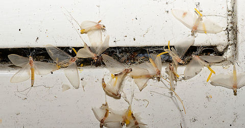 Summer Snow, Heesch, Netherlands The day after my first moth night, I found a few lifeless moths on the floor. Which initially shocked me a little, worrying that I killed them with the light somehow. Imagine my far greater horror when finding this one day later, after two nights of running the light trap. 

At the far end of our porch, near ground level, I found this cluster of 15 "moths" all stuck in cog webs, some still flapping their wings. They are being taken apart and eaten alive by several spiders. In this case I wish the photo wasn't sharp, but it is. It's a whopping 47MP of gore if you have the guts to zoom in.

I've been pondering for a few days now about what happened here. I didn't see any of these during the actual nightly traps. Why are they in our garden, in such numbers, and why would they specifically go to the absolute worst place to be: a dark corner full of spiders, collectively? I couldn't make sense of it.

I found some answers that may wash away some of the gore. Rather than disgusted, I now feel fortunate to have seen this. 

This is Ephoron virgo, a species of mayfly declared extinct in the Netherlands in 1937, due to the pollution of our rivers. Before that low point, it was a well known natural phenomenon where on specific hot summer August nights, these mayflies would collectively rise from the rivers and descend into the cities in such huge numbers, that it literally appeared to be snowing. 

A forgotten natural phenomenon for decades, until in 1991, only moments after water quality started to slowly improve again, a few larvae were found in the Rhine river. Still, nobody had any hope of this natural spectacle ever being restored to its former glory. Yet between 1992 and 2007, small snow returned, every year. Followed by 4 years of nothing, and a mere hundreds in 2012. 2015 marks the first reports of thousands again, followed by similar numbers in 2016:

https://www.youtube.com/watch?v=1MmjncPSoVQ

The video shows an observation of thousands, imagine millions! Now let's discuss their life cycle. Only during the first two weeks of August (by exception late July), specifically on very hot and dry nights, there is a chance of "snow". 30 minutes after sunset (which is very late in the Netherlands, currently at 9:30 pm), males first emerge from the rivers, followed by the females a little later. Peak activity is reached 90 minutes after the first males emerge. They emerge to mate, as a final step in their life cycle. After the females deposit their eggs in the river, they have a few more hours to live. It is during this final flight that they show an extreme attraction to light, and can end up very far from the river they came from. Such as...our garden.

The next morning, every single one of them is dead, or in the process of dying. The only memory left are some wings in cogwebs (according to this article: https://www.naturetoday.com/intl/nl/nature-reports/message/?msg=22214). 

So I have some answers. They were not attracted specifically to this spider area of the garden, it's much more likely they were dragged there whilst already dead or dying. As I found a few additional dead ones spread out across the garden, I think this theory makes sense. Plus, I have a photo of a spider actually dragging one:

https://www.jungledragon.com/image/63777/spider_dragging_ephoron_virgo_heesch_netherlands.html
Very likely, I did cause the initial attraction to our garden by the moth light, as I remember turning it on quite early on this second night. The part I don't yet understand is that these appear to be the sub imago, not the imago.

Altogether this is a pretty lucky find. It doesn't happen every year, is highly weather dependent. It depends on the exact time of year (that I didn't plan for at all) and with all those odds combined, they ended up at my light very far from the river, out of so many light sources in between.

So to end positively, these deaths were supposed to happen. In fact, they are a good sign as it means water quality is improving again. Let it snow.
https://vimeo.com/139696445 Ephoron virgo,Europe,Heesch,Netherlands,World