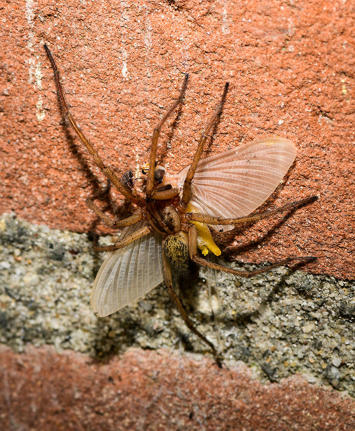 Spider dragging Ephoron virgo, Heesch, Netherlands The day after my first moth night, I found a few lifeless moths on the floor. Which initially shocked me a little, worrying that I killed them with the light somehow. Imagine my far greater horror when finding this one day later, after two nights of running the light trap. <br />
<br />
At the far end of our porch, near ground level, I found this cluster of 15 "moths" all stuck in cog webs, some still flapping their wings. They are being taken apart and eaten alive by several spiders. In this case I wish the photo wasn't sharp, but it is. It's a whopping 47MP of gore if you have the guts to zoom in.<br />
<br />
I've been pondering for a few days now about what happened here. I didn't see any of these during the actual nightly traps. Why are they in our garden, in such numbers, and why would they specifically go to the absolute worst place to be: a dark corner full of spiders, collectively? I couldn't make sense of it.<br />
<br />
I found some answers that may wash away some of the gore. Rather than disgusted, I now feel fortunate to have seen this. <br />
<br />
This is Ephoron virgo, a species of mayfly declared extinct in the Netherlands in 1937, due to the pollution of our rivers. Before that low point, it was a well known natural phenomenon where on specific hot summer August nights, these mayflies would collectively rise from the rivers and descend into the cities in such huge numbers, that it literally appeared to be snowing. <br />
<br />
A forgotten natural phenomenon for decades, until in 1991, only moments after water quality started to slowly improve again, a few larvae were found in the Rhine river. Still, nobody had any hope of this natural spectacle ever being restored to its former glory. Yet between 1992 and 2007, small snow returned, every year. Followed by 4 years of nothing, and a mere hundreds in 2012. 2015 marks the first reports of thousands again, followed by similar numbers in 2016:<br />
<br />
<section class="video"><iframe width="448" height="282" src="https://www.youtube-nocookie.com/embed/1MmjncPSoVQ?hd=1&autoplay=0&rel=0" frameborder="0" allowfullscreen></iframe></section><br />
<br />
The video shows an observation of thousands, imagine millions! Now let's discuss their life cycle. Only during the first two weeks of August (by exception late July), specifically on very hot and dry nights, there is a chance of "snow". 30 minutes after sunset (which is very late in the Netherlands, currently at 9:30 pm), males first emerge from the rivers, followed by the females a little later. Peak activity is reached 90 minutes after the first males emerge. They emerge to mate, as a final step in their life cycle. After the females deposit their eggs in the river, they have a few more hours to live. It is during this final flight that they show an extreme attraction to light, and can end up very far from the river they came from. Such as...our garden.<br />
<br />
The next morning, every single one of them is dead, or in the process of dying. The only memory left are some wings in cogwebs (according to this article: <a href="https://www.naturetoday.com/intl/nl/nature-reports/message/?msg=22214)" rel="nofollow">https://www.naturetoday.com/intl/nl/nature-reports/message/?msg=22214)</a>. <br />
<br />
So I have some answers. They were not attracted specifically to this spider area of the garden, it's much more likely they were dragged there whilst already dead or dying. As I found a few additional dead ones spread out across the garden, I think this theory makes sense. Plus, I have the above photo of a spider actually dragging one.<br />
<br />
Very likely, I did cause the initial attraction to our garden by the moth light, as I remember turning it on quite early on this second night. The part I don't yet understand is that these appear to be the sub imago, not the imago.<br />
<br />
Altogether this is a pretty lucky find. It doesn't happen every year, is highly weather dependent. It depends on the exact time of year (that I didn't plan for at all) and with all those odds combined, they ended up at my light very far from the river, out of so many light sources in between.<br />
<br />
So to end positively, these deaths were supposed to happen. In fact, they are a good sign as it means water quality is improving again. Let it snow.<br />
<section class="video"><iframe width="448" height="252" src="https://player.vimeo.com/video/139696445?title=0&byline=0&portrait=0" frameborder="0"></iframe></section> Ephoron virgo,Europe,Heesch,Netherlands,World