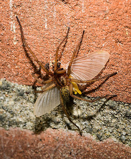 Spider dragging Ephoron virgo, Heesch, Netherlands The day after my first moth night, I found a few lifeless moths on the floor. Which initially shocked me a little, worrying that I killed them with the light somehow. Imagine my far greater horror when finding this one day later, after two nights of running the light trap. 

At the far end of our porch, near ground level, I found this cluster of 15 "moths" all stuck in cog webs, some still flapping their wings. They are being taken apart and eaten alive by several spiders. In this case I wish the photo wasn't sharp, but it is. It's a whopping 47MP of gore if you have the guts to zoom in.

I've been pondering for a few days now about what happened here. I didn't see any of these during the actual nightly traps. Why are they in our garden, in such numbers, and why would they specifically go to the absolute worst place to be: a dark corner full of spiders, collectively? I couldn't make sense of it.

I found some answers that may wash away some of the gore. Rather than disgusted, I now feel fortunate to have seen this. 

This is Ephoron virgo, a species of mayfly declared extinct in the Netherlands in 1937, due to the pollution of our rivers. Before that low point, it was a well known natural phenomenon where on specific hot summer August nights, these mayflies would collectively rise from the rivers and descend into the cities in such huge numbers, that it literally appeared to be snowing. 

A forgotten natural phenomenon for decades, until in 1991, only moments after water quality started to slowly improve again, a few larvae were found in the Rhine river. Still, nobody had any hope of this natural spectacle ever being restored to its former glory. Yet between 1992 and 2007, small snow returned, every year. Followed by 4 years of nothing, and a mere hundreds in 2012. 2015 marks the first reports of thousands again, followed by similar numbers in 2016:

https://www.youtube.com/watch?v=1MmjncPSoVQ

The video shows an observation of thousands, imagine millions! Now let's discuss their life cycle. Only during the first two weeks of August (by exception late July), specifically on very hot and dry nights, there is a chance of "snow". 30 minutes after sunset (which is very late in the Netherlands, currently at 9:30 pm), males first emerge from the rivers, followed by the females a little later. Peak activity is reached 90 minutes after the first males emerge. They emerge to mate, as a final step in their life cycle. After the females deposit their eggs in the river, they have a few more hours to live. It is during this final flight that they show an extreme attraction to light, and can end up very far from the river they came from. Such as...our garden.

The next morning, every single one of them is dead, or in the process of dying. The only memory left are some wings in cogwebs (according to this article: https://www.naturetoday.com/intl/nl/nature-reports/message/?msg=22214). 

So I have some answers. They were not attracted specifically to this spider area of the garden, it's much more likely they were dragged there whilst already dead or dying. As I found a few additional dead ones spread out across the garden, I think this theory makes sense. Plus, I have the above photo of a spider actually dragging one.

Very likely, I did cause the initial attraction to our garden by the moth light, as I remember turning it on quite early on this second night. The part I don't yet understand is that these appear to be the sub imago, not the imago.

Altogether this is a pretty lucky find. It doesn't happen every year, is highly weather dependent. It depends on the exact time of year (that I didn't plan for at all) and with all those odds combined, they ended up at my light very far from the river, out of so many light sources in between.

So to end positively, these deaths were supposed to happen. In fact, they are a good sign as it means water quality is improving again. Let it snow.
https://vimeo.com/139696445 Ephoron virgo,Europe,Heesch,Netherlands,World