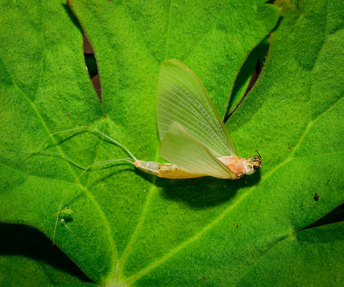 Ephoron virgo (summer snow), Heesch, Netherlands The day after my first moth night, I found a few lifeless moths on the floor. Which initially shocked me a little, worrying that I killed them with the light somehow. Imagine my far greater horror when finding this one day later, after two nights of running the light trap. <br />
<br />
At the far end of our porch, near ground level, I found this cluster of 15 &quot;moths&quot; all stuck in cog webs, some still flapping their wings. They are being taken apart and eaten alive by several spiders. In this case I wish the photo wasn&#039;t sharp, but it is. It&#039;s a whopping 47MP of gore if you have the guts to zoom in.<br />
<br />
I&#039;ve been pondering for a few days now about what happened here. I didn&#039;t see any of these during the actual nightly traps. Why are they in our garden, in such numbers, and why would they specifically go to the absolute worst place to be: a dark corner full of spiders, collectively? I couldn&#039;t make sense of it.<br />
<br />
I found some answers that may wash away some of the gore. Rather than disgusted, I now feel fortunate to have seen this. <br />
<br />
This is Ephoron virgo, a species of mayfly declared extinct in the Netherlands in 1937, due to the pollution of our rivers. Before that low point, it was a well known natural phenomenon where on specific hot summer August nights, these mayflies would collectively rise from the rivers and descend into the cities in such huge numbers, that it literally appeared to be snowing. <br />
<br />
A forgotten natural phenomenon for decades, until in 1991, only moments after water quality started to slowly improve again, a few larvae were found in the Rhine river. Still, nobody had any hope of this natural spectacle ever being restored to its former glory. Yet between 1992 and 2007, small snow returned, every year. Followed by 4 years of nothing, and a mere hundreds in 2012. 2015 marks the first reports of thousands again, followed by similar numbers in 2016:<br />
<br />
<section class="video"><iframe width="448" height="282" src="https://www.youtube-nocookie.com/embed/1MmjncPSoVQ?hd=1&autoplay=0&rel=0" frameborder="0" allowfullscreen></iframe></section><br />
<br />
The video shows an observation of thousands, imagine millions! Now let&#039;s discuss their life cycle. Only during the first two weeks of August (by exception late July), specifically on very hot and dry nights, there is a chance of &quot;snow&quot;. 30 minutes after sunset (which is very late in the Netherlands, currently at 9:30 pm), males first emerge from the rivers, followed by the females a little later. Peak activity is reached 90 minutes after the first males emerge. They emerge to mate, as a final step in their life cycle. After the females deposit their eggs in the river, they have a few more hours to live. It is during this final flight that they show an extreme attraction to light, and can end up very far from the river they came from. Such as...our garden.<br />
<br />
The next morning, every single one of them is dead, or in the process of dying. The only memory left are some wings in cogwebs (according to this article: <a href="https://www.naturetoday.com/intl/nl/nature-reports/message/?msg=22214)" rel="nofollow">https://www.naturetoday.com/intl/nl/nature-reports/message/?msg=22214)</a>. <br />
<br />
So I have some answers. They were not attracted specifically to this spider area of the garden, it&#039;s much more likely they were dragged there whilst already dead or dying. As I found a few additional dead ones spread out across the garden, I think this theory makes sense. Plus, I have a photo of a spider actually dragging one:<br />
<br />
<figure class="photo"><a href="https://www.jungledragon.com/image/63777/spider_dragging_ephoron_virgo_heesch_netherlands.html" title="Spider dragging Ephoron virgo, Heesch, Netherlands"><img src="https://s3.amazonaws.com/media.jungledragon.com/images/2/63777_thumb.jpg?AWSAccessKeyId=05GMT0V3GWVNE7GGM1R2&Expires=1759968010&Signature=PxUEV2YDHJx4moWLvbL5KZQQzc4%3D" width="126" height="152" alt="Spider dragging Ephoron virgo, Heesch, Netherlands The day after my first moth night, I found a few lifeless moths on the floor. Which initially shocked me a little, worrying that I killed them with the light somehow. Imagine my far greater horror when finding this one day later, after two nights of running the light trap. <br />
<br />
At the far end of our porch, near ground level, I found this cluster of 15 &quot;moths&quot; all stuck in cog webs, some still flapping their wings. They are being taken apart and eaten alive by several spiders. In this case I wish the photo wasn&#039;t sharp, but it is. It&#039;s a whopping 47MP of gore if you have the guts to zoom in.<br />
<br />
I&#039;ve been pondering for a few days now about what happened here. I didn&#039;t see any of these during the actual nightly traps. Why are they in our garden, in such numbers, and why would they specifically go to the absolute worst place to be: a dark corner full of spiders, collectively? I couldn&#039;t make sense of it.<br />
<br />
I found some answers that may wash away some of the gore. Rather than disgusted, I now feel fortunate to have seen this. <br />
<br />
This is Ephoron virgo, a species of mayfly declared extinct in the Netherlands in 1937, due to the pollution of our rivers. Before that low point, it was a well known natural phenomenon where on specific hot summer August nights, these mayflies would collectively rise from the rivers and descend into the cities in such huge numbers, that it literally appeared to be snowing. <br />
<br />
A forgotten natural phenomenon for decades, until in 1991, only moments after water quality started to slowly improve again, a few larvae were found in the Rhine river. Still, nobody had any hope of this natural spectacle ever being restored to its former glory. Yet between 1992 and 2007, small snow returned, every year. Followed by 4 years of nothing, and a mere hundreds in 2012. 2015 marks the first reports of thousands again, followed by similar numbers in 2016:<br />
<br />
https://www.youtube.com/watch?v=1MmjncPSoVQ<br />
<br />
The video shows an observation of thousands, imagine millions! Now let&#039;s discuss their life cycle. Only during the first two weeks of August (by exception late July), specifically on very hot and dry nights, there is a chance of &quot;snow&quot;. 30 minutes after sunset (which is very late in the Netherlands, currently at 9:30 pm), males first emerge from the rivers, followed by the females a little later. Peak activity is reached 90 minutes after the first males emerge. They emerge to mate, as a final step in their life cycle. After the females deposit their eggs in the river, they have a few more hours to live. It is during this final flight that they show an extreme attraction to light, and can end up very far from the river they came from. Such as...our garden.<br />
<br />
The next morning, every single one of them is dead, or in the process of dying. The only memory left are some wings in cogwebs (according to this article: https://www.naturetoday.com/intl/nl/nature-reports/message/?msg=22214). <br />
<br />
So I have some answers. They were not attracted specifically to this spider area of the garden, it&#039;s much more likely they were dragged there whilst already dead or dying. As I found a few additional dead ones spread out across the garden, I think this theory makes sense. Plus, I have the above photo of a spider actually dragging one.<br />
<br />
Very likely, I did cause the initial attraction to our garden by the moth light, as I remember turning it on quite early on this second night. The part I don&#039;t yet understand is that these appear to be the sub imago, not the imago.<br />
<br />
Altogether this is a pretty lucky find. It doesn&#039;t happen every year, is highly weather dependent. It depends on the exact time of year (that I didn&#039;t plan for at all) and with all those odds combined, they ended up at my light very far from the river, out of so many light sources in between.<br />
<br />
So to end positively, these deaths were supposed to happen. In fact, they are a good sign as it means water quality is improving again. Let it snow.<br />
https://vimeo.com/139696445 Ephoron virgo,Europe,Heesch,Netherlands,World" /></a></figure><br />
Very likely, I did cause the initial attraction to our garden by the moth light, as I remember turning it on quite early on this second night. The part I don&#039;t yet understand is that these appear to be the sub imago, not the imago.<br />
<br />
Altogether this is a pretty lucky find. It doesn&#039;t happen every year, is highly weather dependent. It depends on the exact time of year (that I didn&#039;t plan for at all) and with all those odds combined, they ended up at my light very far from the river, out of so many light sources in between.<br />
<br />
So to end positively, these deaths were supposed to happen. In fact, they are a good sign as it means water quality is improving again. Let it snow.<br />
<section class="video"><iframe width="448" height="252" src="https://player.vimeo.com/video/139696445?title=0&byline=0&portrait=0" frameborder="0"></iframe></section> Ephoron virgo,Europe,Heesch,Netherlands,World