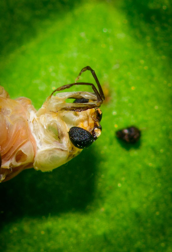 Ephoron virgo (summer snow) - head closeup, Heesch, Netherlands The day after my first moth night, I found a few lifeless moths on the floor. Which initially shocked me a little, worrying that I killed them with the light somehow. Imagine my far greater horror when finding this one day later, after two nights of running the light trap. <br />
<br />
At the far end of our porch, near ground level, I found this cluster of 15 "moths" all stuck in cog webs, some still flapping their wings. They are being taken apart and eaten alive by several spiders. In this case I wish the photo wasn't sharp, but it is. It's a whopping 47MP of gore if you have the guts to zoom in.<br />
<br />
I've been pondering for a few days now about what happened here. I didn't see any of these during the actual nightly traps. Why are they in our garden, in such numbers, and why would they specifically go to the absolute worst place to be: a dark corner full of spiders, collectively? I couldn't make sense of it.<br />
<br />
I found some answers that may wash away some of the gore. Rather than disgusted, I now feel fortunate to have seen this. <br />
<br />
This is Ephoron virgo, a species of mayfly declared extinct in the Netherlands in 1937, due to the pollution of our rivers. Before that low point, it was a well known natural phenomenon where on specific hot summer August nights, these mayflies would collectively rise from the rivers and descend into the cities in such huge numbers, that it literally appeared to be snowing. <br />
<br />
A forgotten natural phenomenon for decades, until in 1991, only moments after water quality started to slowly improve again, a few larvae were found in the Rhine river. Still, nobody had any hope of this natural spectacle ever being restored to its former glory. Yet between 1992 and 2007, small snow returned, every year. Followed by 4 years of nothing, and a mere hundreds in 2012. 2015 marks the first reports of thousands again, followed by similar numbers in 2016:<br />
<br />
<section class="video"><iframe width="448" height="282" src="https://www.youtube-nocookie.com/embed/1MmjncPSoVQ?hd=1&autoplay=0&rel=0" frameborder="0" allowfullscreen></iframe></section><br />
<br />
The video shows an observation of thousands, imagine millions! Now let's discuss their life cycle. Only during the first two weeks of August (by exception late July), specifically on very hot and dry nights, there is a chance of "snow". 30 minutes after sunset (which is very late in the Netherlands, currently at 9:30 pm), males first emerge from the rivers, followed by the females a little later. Peak activity is reached 90 minutes after the first males emerge. They emerge to mate, as a final step in their life cycle. After the females deposit their eggs in the river, they have a few more hours to live. It is during this final flight that they show an extreme attraction to light, and can end up very far from the river they came from. Such as...our garden.<br />
<br />
The next morning, every single one of them is dead, or in the process of dying. The only memory left are some wings in cogwebs (according to this article: <a href="https://www.naturetoday.com/intl/nl/nature-reports/message/?msg=22214)" rel="nofollow">https://www.naturetoday.com/intl/nl/nature-reports/message/?msg=22214)</a>. <br />
<br />
So I have some answers. They were not attracted specifically to this spider area of the garden, it's much more likely they were dragged there whilst already dead or dying. As I found a few additional dead ones spread out across the garden, I think this theory makes sense. Plus, I have a photo of a spider actually dragging one:<br />
<br />
<figure class="photo"><a href="https://www.jungledragon.com/image/63777/spider_dragging_ephoron_virgo_heesch_netherlands.html" title="Spider dragging Ephoron virgo, Heesch, Netherlands"><img src="https://s3.amazonaws.com/media.jungledragon.com/images/2/63777_thumb.jpg?AWSAccessKeyId=05GMT0V3GWVNE7GGM1R2&Expires=1769040010&Signature=FWx4pmInFLYWdRbQV%2FXkbMxZsRs%3D" width="126" height="152" alt="Spider dragging Ephoron virgo, Heesch, Netherlands The day after my first moth night, I found a few lifeless moths on the floor. Which initially shocked me a little, worrying that I killed them with the light somehow. Imagine my far greater horror when finding this one day later, after two nights of running the light trap. <br />
<br />
At the far end of our porch, near ground level, I found this cluster of 15 "moths" all stuck in cog webs, some still flapping their wings. They are being taken apart and eaten alive by several spiders. In this case I wish the photo wasn't sharp, but it is. It's a whopping 47MP of gore if you have the guts to zoom in.<br />
<br />
I've been pondering for a few days now about what happened here. I didn't see any of these during the actual nightly traps. Why are they in our garden, in such numbers, and why would they specifically go to the absolute worst place to be: a dark corner full of spiders, collectively? I couldn't make sense of it.<br />
<br />
I found some answers that may wash away some of the gore. Rather than disgusted, I now feel fortunate to have seen this. <br />
<br />
This is Ephoron virgo, a species of mayfly declared extinct in the Netherlands in 1937, due to the pollution of our rivers. Before that low point, it was a well known natural phenomenon where on specific hot summer August nights, these mayflies would collectively rise from the rivers and descend into the cities in such huge numbers, that it literally appeared to be snowing. <br />
<br />
A forgotten natural phenomenon for decades, until in 1991, only moments after water quality started to slowly improve again, a few larvae were found in the Rhine river. Still, nobody had any hope of this natural spectacle ever being restored to its former glory. Yet between 1992 and 2007, small snow returned, every year. Followed by 4 years of nothing, and a mere hundreds in 2012. 2015 marks the first reports of thousands again, followed by similar numbers in 2016:<br />
<br />
https://www.youtube.com/watch?v=1MmjncPSoVQ<br />
<br />
The video shows an observation of thousands, imagine millions! Now let's discuss their life cycle. Only during the first two weeks of August (by exception late July), specifically on very hot and dry nights, there is a chance of "snow". 30 minutes after sunset (which is very late in the Netherlands, currently at 9:30 pm), males first emerge from the rivers, followed by the females a little later. Peak activity is reached 90 minutes after the first males emerge. They emerge to mate, as a final step in their life cycle. After the females deposit their eggs in the river, they have a few more hours to live. It is during this final flight that they show an extreme attraction to light, and can end up very far from the river they came from. Such as...our garden.<br />
<br />
The next morning, every single one of them is dead, or in the process of dying. The only memory left are some wings in cogwebs (according to this article: https://www.naturetoday.com/intl/nl/nature-reports/message/?msg=22214). <br />
<br />
So I have some answers. They were not attracted specifically to this spider area of the garden, it's much more likely they were dragged there whilst already dead or dying. As I found a few additional dead ones spread out across the garden, I think this theory makes sense. Plus, I have the above photo of a spider actually dragging one.<br />
<br />
Very likely, I did cause the initial attraction to our garden by the moth light, as I remember turning it on quite early on this second night. The part I don't yet understand is that these appear to be the sub imago, not the imago.<br />
<br />
Altogether this is a pretty lucky find. It doesn't happen every year, is highly weather dependent. It depends on the exact time of year (that I didn't plan for at all) and with all those odds combined, they ended up at my light very far from the river, out of so many light sources in between.<br />
<br />
So to end positively, these deaths were supposed to happen. In fact, they are a good sign as it means water quality is improving again. Let it snow.<br />
https://vimeo.com/139696445 Ephoron virgo,Europe,Heesch,Netherlands,World" /></a></figure><br />
Very likely, I did cause the initial attraction to our garden by the moth light, as I remember turning it on quite early on this second night. The part I don't yet understand is that these appear to be the sub imago, not the imago.<br />
<br />
Altogether this is a pretty lucky find. It doesn't happen every year, is highly weather dependent. It depends on the exact time of year (that I didn't plan for at all) and with all those odds combined, they ended up at my light very far from the river, out of so many light sources in between.<br />
<br />
So to end positively, these deaths were supposed to happen. In fact, they are a good sign as it means water quality is improving again. Let it snow.<br />
<section class="video"><iframe width="448" height="252" src="https://player.vimeo.com/video/139696445?title=0&byline=0&portrait=0" frameborder="0"></iframe></section> Ephoron virgo,Europe,Heesch,Netherlands,World