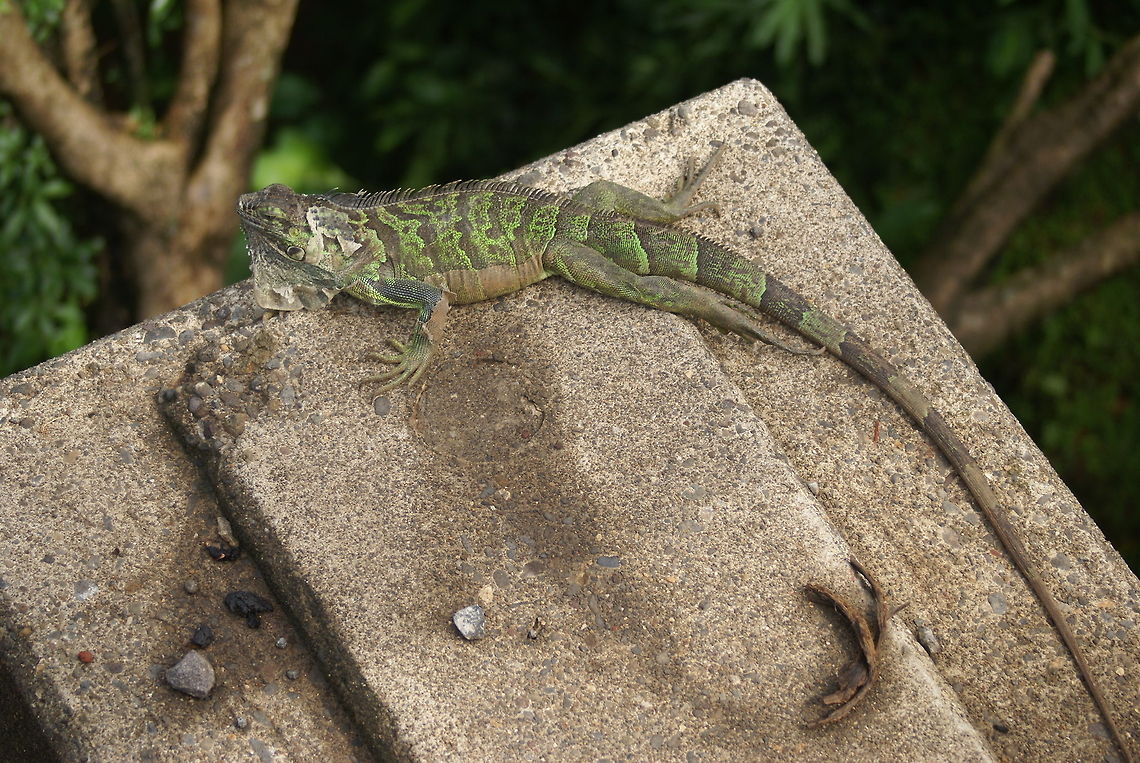 Green Iguana A Green Iguana warms up on a man-made structure. Costa Rica,Green iguana,Iguana,Iguana iguana