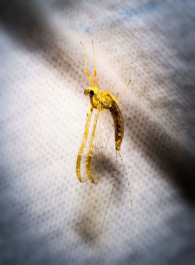Common Two-Wing (Cloeon dipterum), Heesch, Netherlands Here we are at the 2nd night of my moth light trap, another by-catch. A personal highlight as I've never seen a mayfly in my life before this day. I believe this to be the female imago of the Cloeon dipterum. Two interesting facts about this species:<br />
<br />
- The only species in Europe is ovoviviparous, which means embryos are fully developed within the eggs still in the female. They hatch immediately after being deposited in the water.<br />
- An interesting case of sexual dimorphism, where the male has an extra set of superposition tube-like eyes that allegedly help in spotting females in the midst of a crowded swarm. Here's a closeup of the superposition eyes:<br />
<br />
<a href="https://commons.wikimedia.org/wiki/Cloeon_dipterum#/media/File:Cloeon_dipterum_Turbanaugen.jpg" rel="nofollow">https://commons.wikimedia.org/wiki/Cloeon_dipterum#/media/File:Cloeon_dipterum_Turbanaugen.jpg</a><br />
<br />
On a live specimen by @Arp:<br />
<figure class="photo"><a href="https://www.jungledragon.com/image/60946/cloeon_dipterum_-_male.html" title="Cloeon dipterum - male"><img src="https://s3.amazonaws.com/media.jungledragon.com/images/3043/60946_thumb.jpg?AWSAccessKeyId=05GMT0V3GWVNE7GGM1R2&Expires=1759968010&Signature=y5K6FwO%2F91znHDojr%2FHvQFlhoik%3D" width="200" height="114" alt="Cloeon dipterum - male Bad image of a male Cloen dipterum for discussion here:<br />
https://www.jungledragon.com/image/22552/cloeon_mayfly_on_my_window.html<br />
<br />
Note: The animal in this image seems to match the diagnosis for Cloeon inscriptum quite nicely. Fauna Europaea handles this as a good species, whereas the Dutch biodiversity platform will have it synonymized with Cloeon dipterum. I'm currently trying to find out what the latest published scrutiny on the matter was ... Baetidae,Cloeon,Cloeon dipterum,Cloeon inscriptum,Ephemeroptera,Geotagged,Netherlands" /></a></figure><br />
<br />
Keys used to come to this ID:<br />
- orange-brown ridge on wings<br />
- position: standing <br />
- Numbers of tails: 2<br />
- Tail type: ringed<br />
- Abdomen: pattern on all segments<br />
<br />
This leads to a single match in this excellent mayfly identification tool:<br />
<a href="https://determineren.nederlandsesoorten.nl/linnaeus_ng/app/views/matrixkey/index.php?epi=107" rel="nofollow">https://determineren.nederlandsesoorten.nl/linnaeus_ng/app/views/matrixkey/index.php?epi=107</a><br />
<br />
<figure class="photo"><a href="https://www.jungledragon.com/image/63841/common_two-wing_cloeon_dipterum_-_closeup_heesch_netherlands.html" title="Common Two-Wing (Cloeon dipterum) - closeup, Heesch, Netherlands"><img src="https://s3.amazonaws.com/media.jungledragon.com/images/2/63841_thumb.jpg?AWSAccessKeyId=05GMT0V3GWVNE7GGM1R2&Expires=1759968010&Signature=c8HxTFL0PT3iXGWCh%2FpMoMoF9%2FI%3D" width="200" height="152" alt="Common Two-Wing (Cloeon dipterum) - closeup, Heesch, Netherlands Here we are at the 2nd night of my moth light trap, another by-catch. A personal highlight as I've never seen a mayfly in my life before this day. I believe this to be the female imago of the Cloeon dipterum. Two interesting facts about this species:<br />
<br />
- The only species in Europe that is ovoviviparous, which means embryos are fully developed within the eggs still in the female. They hatch immediately after being deposited in the water.<br />
- An interesting case of sexual dimorphism, where the male has an extra set of superposition tube-like eyes that allegedly help in spotting females in the midst of a crowded swarm. Here's a closeup of the superposition eyes:<br />
<br />
https://commons.wikimedia.org/wiki/Cloeon_dipterum#/media/File:Cloeon_dipterum_Turbanaugen.jpg<br />
<br />
On a live specimen by @Arp:<br />
https://www.jungledragon.com/image/60946/cloeon_dipterum_-_male.html<br />
<br />
Keys used to come to this ID:<br />
- orange-brown ridge on wings<br />
- position: standing <br />
- Numbers of tails: 2<br />
- Tail type: ringed<br />
- Abdomen: pattern on all segments<br />
<br />
This leads to a single match in this excellent mayfly identification tool:<br />
https://determineren.nederlandsesoorten.nl/linnaeus_ng/app/views/matrixkey/index.php?epi=107<br />
<br />
https://www.jungledragon.com/image/63840/common_two-wing_cloeon_dipterum_heesch_netherlands.html Cloeon dipterum,Europe,Heesch,Moth Week 2018,Netherlands,World" /></a></figure> Cloeon dipterum,Europe,Heesch,Netherlands,World