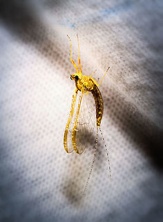 Common Two-Wing (Cloeon dipterum), Heesch, Netherlands Here we are at the 2nd night of my moth light trap, another by-catch. A personal highlight as I've never seen a mayfly in my life before this day. I believe this to be the female imago of the Cloeon dipterum. Two interesting facts about this species:

- The only species in Europe is ovoviviparous, which means embryos are fully developed within the eggs still in the female. They hatch immediately after being deposited in the water.
- An interesting case of sexual dimorphism, where the male has an extra set of superposition tube-like eyes that allegedly help in spotting females in the midst of a crowded swarm. Here's a closeup of the superposition eyes:

https://commons.wikimedia.org/wiki/Cloeon_dipterum#/media/File:Cloeon_dipterum_Turbanaugen.jpg

On a live specimen by @Arp:
https://www.jungledragon.com/image/60946/cloeon_dipterum_-_male.html

Keys used to come to this ID:
- orange-brown ridge on wings
- position: standing 
- Numbers of tails: 2
- Tail type: ringed
- Abdomen: pattern on all segments

This leads to a single match in this excellent mayfly identification tool:
https://determineren.nederlandsesoorten.nl/linnaeus_ng/app/views/matrixkey/index.php?epi=107

https://www.jungledragon.com/image/63841/common_two-wing_cloeon_dipterum_-_closeup_heesch_netherlands.html Cloeon dipterum,Europe,Heesch,Netherlands,World