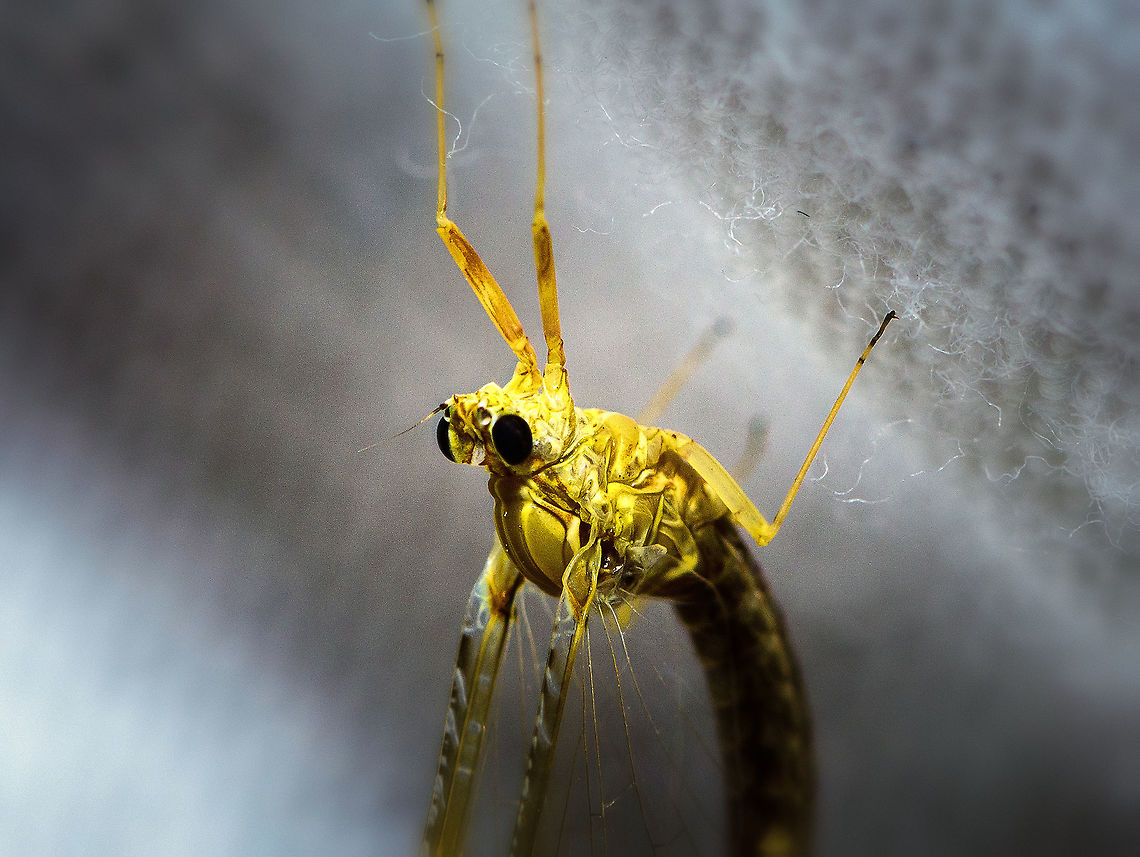 Common Two-Wing (Cloeon dipterum) - closeup, Heesch, Netherlands Here we are at the 2nd night of my moth light trap, another by-catch. A personal highlight as I've never seen a mayfly in my life before this day. I believe this to be the female imago of the Cloeon dipterum. Two interesting facts about this species:<br />
<br />
- The only species in Europe that is ovoviviparous, which means embryos are fully developed within the eggs still in the female. They hatch immediately after being deposited in the water.<br />
- An interesting case of sexual dimorphism, where the male has an extra set of superposition tube-like eyes that allegedly help in spotting females in the midst of a crowded swarm. Here's a closeup of the superposition eyes:<br />
<br />
<a href="https://commons.wikimedia.org/wiki/Cloeon_dipterum#/media/File:Cloeon_dipterum_Turbanaugen.jpg" rel="nofollow">https://commons.wikimedia.org/wiki/Cloeon_dipterum#/media/File:Cloeon_dipterum_Turbanaugen.jpg</a><br />
<br />
On a live specimen by @Arp:<br />
<figure class="photo"><a href="https://www.jungledragon.com/image/60946/cloeon_dipterum_-_male.html" title="Cloeon dipterum - male"><img src="https://s3.amazonaws.com/media.jungledragon.com/images/3043/60946_thumb.jpg?AWSAccessKeyId=05GMT0V3GWVNE7GGM1R2&Expires=1769040010&Signature=PafNx4%2FPlHCw7VfKJe38%2FnqEVSM%3D" width="200" height="114" alt="Cloeon dipterum - male Bad image of a male Cloen dipterum for discussion here:<br />
https://www.jungledragon.com/image/22552/cloeon_mayfly_on_my_window.html<br />
<br />
Note: The animal in this image seems to match the diagnosis for Cloeon inscriptum quite nicely. Fauna Europaea handles this as a good species, whereas the Dutch biodiversity platform will have it synonymized with Cloeon dipterum. I'm currently trying to find out what the latest published scrutiny on the matter was ... Baetidae,Cloeon,Cloeon dipterum,Cloeon inscriptum,Ephemeroptera,Geotagged,Netherlands" /></a></figure><br />
<br />
Keys used to come to this ID:<br />
- orange-brown ridge on wings<br />
- position: standing <br />
- Numbers of tails: 2<br />
- Tail type: ringed<br />
- Abdomen: pattern on all segments<br />
<br />
This leads to a single match in this excellent mayfly identification tool:<br />
<a href="https://determineren.nederlandsesoorten.nl/linnaeus_ng/app/views/matrixkey/index.php?epi=107" rel="nofollow">https://determineren.nederlandsesoorten.nl/linnaeus_ng/app/views/matrixkey/index.php?epi=107</a><br />
<br />
<figure class="photo"><a href="https://www.jungledragon.com/image/63840/common_two-wing_cloeon_dipterum_heesch_netherlands.html" title="Common Two-Wing (Cloeon dipterum), Heesch, Netherlands"><img src="https://s3.amazonaws.com/media.jungledragon.com/images/2/63840_thumb.jpg?AWSAccessKeyId=05GMT0V3GWVNE7GGM1R2&Expires=1769040010&Signature=s1Lr2uSHfIaZB2IN6fThKDZocwI%3D" width="112" height="152" alt="Common Two-Wing (Cloeon dipterum), Heesch, Netherlands Here we are at the 2nd night of my moth light trap, another by-catch. A personal highlight as I've never seen a mayfly in my life before this day. I believe this to be the female imago of the Cloeon dipterum. Two interesting facts about this species:<br />
<br />
- The only species in Europe is ovoviviparous, which means embryos are fully developed within the eggs still in the female. They hatch immediately after being deposited in the water.<br />
- An interesting case of sexual dimorphism, where the male has an extra set of superposition tube-like eyes that allegedly help in spotting females in the midst of a crowded swarm. Here's a closeup of the superposition eyes:<br />
<br />
https://commons.wikimedia.org/wiki/Cloeon_dipterum#/media/File:Cloeon_dipterum_Turbanaugen.jpg<br />
<br />
On a live specimen by @Arp:<br />
https://www.jungledragon.com/image/60946/cloeon_dipterum_-_male.html<br />
<br />
Keys used to come to this ID:<br />
- orange-brown ridge on wings<br />
- position: standing <br />
- Numbers of tails: 2<br />
- Tail type: ringed<br />
- Abdomen: pattern on all segments<br />
<br />
This leads to a single match in this excellent mayfly identification tool:<br />
https://determineren.nederlandsesoorten.nl/linnaeus_ng/app/views/matrixkey/index.php?epi=107<br />
<br />
https://www.jungledragon.com/image/63841/common_two-wing_cloeon_dipterum_-_closeup_heesch_netherlands.html Cloeon dipterum,Europe,Heesch,Netherlands,World" /></a></figure> Cloeon dipterum,Europe,Heesch,Moth Week 2018,Netherlands,World