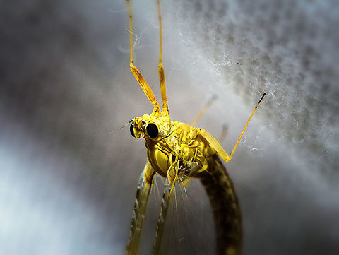 Common Two-Wing (Cloeon dipterum) - closeup, Heesch, Netherlands Here we are at the 2nd night of my moth light trap, another by-catch. A personal highlight as I've never seen a mayfly in my life before this day. I believe this to be the female imago of the Cloeon dipterum. Two interesting facts about this species:

- The only species in Europe that is ovoviviparous, which means embryos are fully developed within the eggs still in the female. They hatch immediately after being deposited in the water.
- An interesting case of sexual dimorphism, where the male has an extra set of superposition tube-like eyes that allegedly help in spotting females in the midst of a crowded swarm. Here's a closeup of the superposition eyes:

https://commons.wikimedia.org/wiki/Cloeon_dipterum#/media/File:Cloeon_dipterum_Turbanaugen.jpg

On a live specimen by @Arp:
https://www.jungledragon.com/image/60946/cloeon_dipterum_-_male.html

Keys used to come to this ID:
- orange-brown ridge on wings
- position: standing 
- Numbers of tails: 2
- Tail type: ringed
- Abdomen: pattern on all segments

This leads to a single match in this excellent mayfly identification tool:
https://determineren.nederlandsesoorten.nl/linnaeus_ng/app/views/matrixkey/index.php?epi=107

https://www.jungledragon.com/image/63840/common_two-wing_cloeon_dipterum_heesch_netherlands.html Cloeon dipterum,Europe,Heesch,Moth Week 2018,Netherlands,World