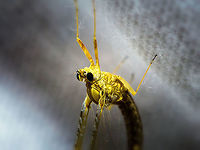 Common Two-Wing (Cloeon dipterum) - closeup, Heesch, Netherlands Here we are at the 2nd night of my moth light trap, another by-catch. A personal highlight as I've never seen a mayfly in my life before this day. I believe this to be the female imago of the Cloeon dipterum. Two interesting facts about this species:<br />
<br />
- The only species in Europe that is ovoviviparous, which means embryos are fully developed within the eggs still in the female. They hatch immediately after being deposited in the water.<br />
- An interesting case of sexual dimorphism, where the male has an extra set of superposition tube-like eyes that allegedly help in spotting females in the midst of a crowded swarm. Here's a closeup of the superposition eyes:<br />
<br />
https://commons.wikimedia.org/wiki/Cloeon_dipterum#/media/File:Cloeon_dipterum_Turbanaugen.jpg<br />
<br />
On a live specimen by @Arp:<br />
https://www.jungledragon.com/image/60946/cloeon_dipterum_-_male.html<br />
<br />
Keys used to come to this ID:<br />
- orange-brown ridge on wings<br />
- position: standing <br />
- Numbers of tails: 2<br />
- Tail type: ringed<br />
- Abdomen: pattern on all segments<br />
<br />
This leads to a single match in this excellent mayfly identification tool:<br />
https://determineren.nederlandsesoorten.nl/linnaeus_ng/app/views/matrixkey/index.php?epi=107<br />
<br />
https://www.jungledragon.com/image/63840/common_two-wing_cloeon_dipterum_heesch_netherlands.html Cloeon dipterum,Europe,Heesch,Moth Week 2018,Netherlands,World