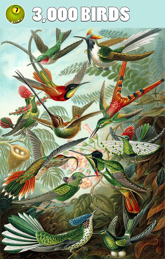 JungleDragon now has 3,000 birds! Dear friends of nature,<br />
<br />
<br />
A few days ago, I noticed our total bird counter at 2,988. I teased Thibaud Aronson, an enormous bird contributor on JD, into bringing home the milestone of 3K birds, and he accepted the challenge. Two nights ago I had much fun refreshing the counter in real-time whilst at the same time he was adding new species. I wanted to see this happening live. Moments later he delivered this crown jewel to mark 3K:<br />
<br />
<figure class="photo"><a href="https://www.jungledragon.com/image/63822/chestnut-crowned_antpitta_grallaria_ruficapilla.html" title="Chestnut-crowned antpitta (Grallaria ruficapilla)"><img src="https://s3.amazonaws.com/media.jungledragon.com/images/2959/63822_thumb.JPG?AWSAccessKeyId=05GMT0V3GWVNE7GGM1R2&Expires=1759968010&Signature=cvwx%2F6t%2FTLgZUCkL8AHlDyHGgOw%3D" width="200" height="134" alt="Chestnut-crowned antpitta (Grallaria ruficapilla) Reserva Rio Blanco, Caldas, Colombia. Mar 20th, 2018 Chestnut-crowned antpitta,Colombia,Geotagged,Grallaria ruficapilla,Winter" /></a></figure><br />
<br />
With an estimation of 9-10,000 total bird species worldwide, having described 3,000 makes it one of the best documented groups of species on the platform. We&#039;ve also taken special care in the species tree to have the taxonomy translated into common names:<br />
<br />
<a href="https://www.jungledragon.com/wildlife/browse/animalia/chordata/aves" rel="nofollow">https://www.jungledragon.com/wildlife/browse/animalia/chordata/aves</a><br />
<br />
Reaching 3,000 bird species is a community milestone achieved by all of us spanning several years. Credit goes to all! However, I do want to shine a special light on Thibaud, named &quot;King of Birds&quot; hereafter. A look at Thibaud&#039;s map shows why...<br />
<br />
<a href="https://www.jungledragon.com/user/2959/wildlifemap" rel="nofollow">https://www.jungledragon.com/user/2959/wildlifemap</a><br />
<br />
...as does his species counter: over 1,500 photographed, and over a 1,000 introduced to JD, many of which are birds. On behalf of the community, hereby we&#039;d like to give special recognition to Thibaud with a gift that is fitting for our shared love of wildlife: Thibaud hereby is invited to pick a wildlife conservation cause of his choice, bird-related or not. JungleDragon will donate to the cause. The gift of sharing your wildlife observations on this platform is returned to wildlife itself. I cannot think of a more powerful motivator to keep sharing.<br />
<br />
Thank you all for achieving this incredible milestone!<br />
<br />
<section class="video"><iframe width="448" height="282" src="https://www.youtube-nocookie.com/embed/ziOih3Mgr7s?hd=1&autoplay=0&rel=0" frameborder="0" allowfullscreen></iframe></section> JungleDragon