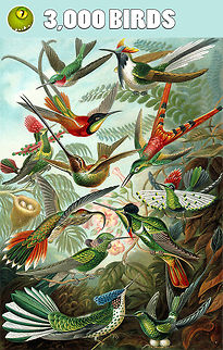 JungleDragon now has 3,000 birds! Dear friends of nature,


A few days ago, I noticed our total bird counter at 2,988. I teased Thibaud Aronson, an enormous bird contributor on JD, into bringing home the milestone of 3K birds, and he accepted the challenge. Two nights ago I had much fun refreshing the counter in real-time whilst at the same time he was adding new species. I wanted to see this happening live. Moments later he delivered this crown jewel to mark 3K:

https://www.jungledragon.com/image/63822/chestnut-crowned_antpitta_grallaria_ruficapilla.html

With an estimation of 9-10,000 total bird species worldwide, having described 3,000 makes it one of the best documented groups of species on the platform. We've also taken special care in the species tree to have the taxonomy translated into common names:

https://www.jungledragon.com/wildlife/browse/animalia/chordata/aves

Reaching 3,000 bird species is a community milestone achieved by all of us spanning several years. Credit goes to all! However, I do want to shine a special light on Thibaud, named "King of Birds" hereafter. A look at Thibaud's map shows why...

https://www.jungledragon.com/user/2959/wildlifemap

...as does his species counter: over 1,500 photographed, and over a 1,000 introduced to JD, many of which are birds. On behalf of the community, hereby we'd like to give special recognition to Thibaud with a gift that is fitting for our shared love of wildlife: Thibaud hereby is invited to pick a wildlife conservation cause of his choice, bird-related or not. JungleDragon will donate to the cause. The gift of sharing your wildlife observations on this platform is returned to wildlife itself. I cannot think of a more powerful motivator to keep sharing.

Thank you all for achieving this incredible milestone!

https://www.youtube.com/watch?v=ziOih3Mgr7s JungleDragon