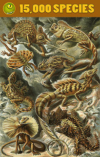 JungleDragon now has 15,000 species! Dear friends of nature,


Last week, we passed the stunning milestone of 15,000 species on the platform. Due to Moth Week 2018 getting full attention, we delayed the celebration a bit. It is telling that we're currently at 200 species above the milestone :)

In the grand scheme of things, 15,000 species can be seen as only a beginning. Especially if you consider the endless supply of insects, fungi and plants. We still have every reason to be proud though. If we'd see our species "catalog" as a book, with each page showing 24 entries, it would be a book of 625 pages. Even if you'd skim through this book with zero regard for details, it would take several hours.

Indeed, our catalog of species and photos is an asset of beauty and diversity that increasingly is able to stand on its own as a resource. Our treasure chest of timeless value that is getting more valuable with every new observation added. The current rate of species intros is at about 40-70 per week. A relatively stable number of growth that adds up over time into what we have today.

I regularly explore the species tree just for the sake of joy, and invite you to do the same:
https://www.jungledragon.com/wildlife/browse

It reveals many surprises. There's expected popular categories like birds and mammals, but also surprisingly deep niche categories. Who could possible expect 156 stick insects documented?
https://www.jungledragon.com/wildlife/browse/animalia/arthropoda/insecta/phasmatodea

Or 165 sea slugs:
https://www.jungledragon.com/wildlife/browse/animalia/mollusca/gastropoda/nudibranchia

Or 239 leaf beetles:
https://www.jungledragon.com/wildlife/browse/animalia/arthropoda/insecta/coleoptera/chrysomelidae

The opposite is also true: some categories are shallow. For example, during Moth Week 2018, we discovered that we barely have any leafroller moths, whilst they are some of the most numerous species in several countries:

https://www.jungledragon.com/wildlife/browse/animalia/arthropoda/insecta/lepidoptera/tortricidae

Needless to say, there's an almost endless opportunity for growth. Where most large and common species (mammals, birds) may often already be on the platform, there's several other categories barely documented. Furthermore, I'd like to emphasize that whilst species intros is the main "sport" on our platform (who doesn't love that feeling when seeing that blue icon), they are not the only goal. You are very much encouraged to keep adding observations of species already on the platform, to supply multiple photos, different angles, sexes, life stages, and behavior. Enriching a species record is just as valuable as adding a new one!

It is clear that JungleDragon is a big contributor platform where over 80% of new species are added by a small group each having added hundreds, and sometimes over a whopping thousand species. Still, love, respect and credit goes out to all of the community. The size of the set, the quality of identifications, the discussion and encouragement altogether have led to this accomplishment.

Thank you all for your contribution to this platform!

https://www.youtube.com/watch?v=ziOih3Mgr7s JungleDragon