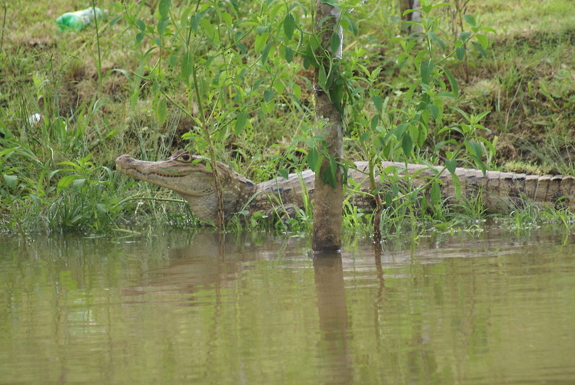 Caiman camouflaged A caiman hides in the grass along the riverside in Costa Rica. Caiman,Caiman crocodilus,Costa Rica,Spectacled caiman