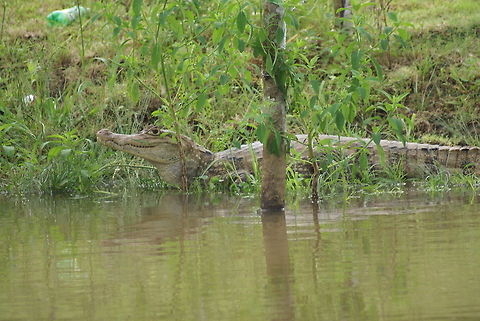 Caiman camouflaged A caiman hides in the grass along the riverside in Costa Rica. Caiman,Caiman crocodilus,Costa Rica,Spectacled caiman
