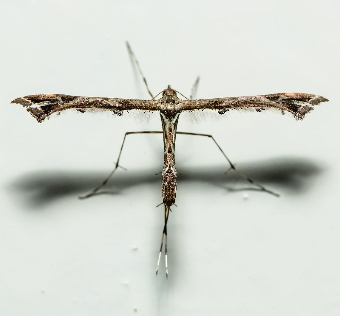 Amblyptilia acanthadactyla Plume Moth, Heesch, Netherlands My last entry for Moth Week 2018 before it closes. This one is very fresh, taken only one hour ago where I found it at rest on the kitchen wall. There's only 37 species of plume moths in the Netherlands, or as we call them "feather moths". Most plume moths are very picky about their host plant, but apparently this one is an exception.<br />
<br />
Check out a closeup of some beautiful "armpits":<br />
<figure class="photo"><a href="https://www.jungledragon.com/image/63908/amblyptilia_acanthadactyla_plume_moth_-_closeup_heesch_netherlands.html" title="Amblyptilia acanthadactyla Plume Moth - closeup, Heesch, Netherlands"><img src="https://s3.amazonaws.com/media.jungledragon.com/images/2/63908_thumb.jpg?AWSAccessKeyId=05GMT0V3GWVNE7GGM1R2&Expires=1770854410&Signature=FWGjx0BpDTl%2FUhO7%2BZY3TVMjpdA%3D" width="200" height="100" alt="Amblyptilia acanthadactyla Plume Moth - closeup, Heesch, Netherlands My last entry for Moth Week 2018 before it closes. This one is very fresh, taken only one hour ago where I found it at rest on the kitchen wall. There's only 37 species of plume moths in the Netherlands, or as we call them "feather moths". Most plume moths are very picky about their host plant, but apparently this one is an exception.<br />
https://www.jungledragon.com/image/63907/amblyptilia_acanthadactyla_plume_moth_heesch_netherlands.html<br />
https://www.jungledragon.com/image/63909/amblyptilia_acanthadactyla_plume_moth_-_side_view_heesch_netherlands.html Amblyptilia acanthadactyla,Moth Week 2018" /></a></figure><br />
Side view:<br />
<br />
<figure class="photo"><a href="https://www.jungledragon.com/image/63909/amblyptilia_acanthadactyla_plume_moth_-_side_view_heesch_netherlands.html" title="Amblyptilia acanthadactyla Plume Moth - side view, Heesch, Netherlands"><img src="https://s3.amazonaws.com/media.jungledragon.com/images/2/63909_thumb.jpg?AWSAccessKeyId=05GMT0V3GWVNE7GGM1R2&Expires=1770854410&Signature=yYcQjbcnnfjquE%2BqEK2V4pOeICs%3D" width="200" height="144" alt="Amblyptilia acanthadactyla Plume Moth - side view, Heesch, Netherlands Rotated wall shot. The very long wing is coming at me here so it blocks some parts yet this was the only angle where I could get a view of its head.<br />
<br />
My last entry for Moth Week 2018 before it closes. This one is very fresh, taken only one hour ago where I found it at rest on the kitchen wall. There's only 37 species of plume moths in the Netherlands, or as we call them "feather moths". Most plume moths are very picky about their host plant, but apparently this one is an exception.<br />
<br />
Check out a closeup of some beautiful "armpits":<br />
https://www.jungledragon.com/image/63908/amblyptilia_acanthadactyla_plume_moth_-_closeup_heesch_netherlands.html<br />
Full body:<br />
<br />
https://www.jungledragon.com/image/63907/amblyptilia_acanthadactyla_plume_moth_heesch_netherlands.html Amblyptilia acanthadactyla,Moth Week 2018" /></a></figure> Amblyptilia acanthadactyla,Heesch,Moth Week 2018,The Netherlands