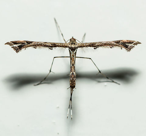 Amblyptilia acanthadactyla Plume Moth, Heesch, Netherlands My last entry for Moth Week 2018 before it closes. This one is very fresh, taken only one hour ago where I found it at rest on the kitchen wall. There's only 37 species of plume moths in the Netherlands, or as we call them "feather moths". Most plume moths are very picky about their host plant, but apparently this one is an exception.

Check out a closeup of some beautiful "armpits":
https://www.jungledragon.com/image/63908/amblyptilia_acanthadactyla_plume_moth_-_closeup_heesch_netherlands.html
Side view:

https://www.jungledragon.com/image/63909/amblyptilia_acanthadactyla_plume_moth_-_side_view_heesch_netherlands.html Amblyptilia acanthadactyla,Heesch,Moth Week 2018,The Netherlands