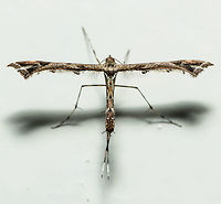 Amblyptilia acanthadactyla Plume Moth, Heesch, Netherlands My last entry for Moth Week 2018 before it closes. This one is very fresh, taken only one hour ago where I found it at rest on the kitchen wall. There's only 37 species of plume moths in the Netherlands, or as we call them "feather moths". Most plume moths are very picky about their host plant, but apparently this one is an exception.<br />
<br />
Check out a closeup of some beautiful "armpits":<br />
https://www.jungledragon.com/image/63908/amblyptilia_acanthadactyla_plume_moth_-_closeup_heesch_netherlands.html<br />
Side view:<br />
<br />
https://www.jungledragon.com/image/63909/amblyptilia_acanthadactyla_plume_moth_-_side_view_heesch_netherlands.html Amblyptilia acanthadactyla,Heesch,Moth Week 2018,The Netherlands