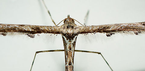 Beautiful Plume Moth