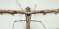 Amblyptilia acanthadactyla Plume Moth - closeup, Heesch, Netherlands My last entry for Moth Week 2018 before it closes. This one is very fresh, taken only one hour ago where I found it at rest on the kitchen wall. There's only 37 species of plume moths in the Netherlands, or as we call them "feather moths". Most plume moths are very picky about their host plant, but apparently this one is an exception.<br />
https://www.jungledragon.com/image/63907/amblyptilia_acanthadactyla_plume_moth_heesch_netherlands.html<br />
https://www.jungledragon.com/image/63909/amblyptilia_acanthadactyla_plume_moth_-_side_view_heesch_netherlands.html Amblyptilia acanthadactyla,Moth Week 2018