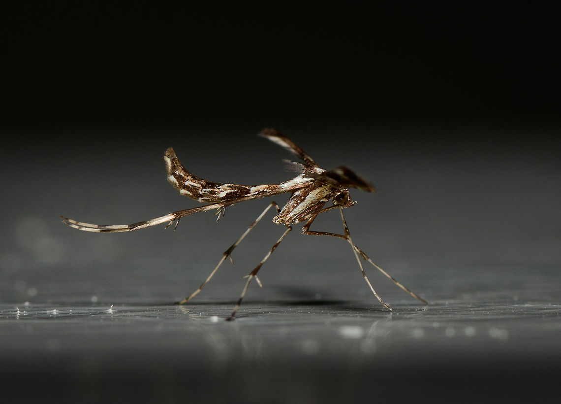 Amblyptilia acanthadactyla Plume Moth - side view, Heesch, Netherlands Rotated wall shot. The very long wing is coming at me here so it blocks some parts yet this was the only angle where I could get a view of its head.<br />
<br />
My last entry for Moth Week 2018 before it closes. This one is very fresh, taken only one hour ago where I found it at rest on the kitchen wall. There&#039;s only 37 species of plume moths in the Netherlands, or as we call them &quot;feather moths&quot;. Most plume moths are very picky about their host plant, but apparently this one is an exception.<br />
<br />
Check out a closeup of some beautiful &quot;armpits&quot;:<br />
<figure class="photo"><a href="https://www.jungledragon.com/image/63908/amblyptilia_acanthadactyla_plume_moth_-_closeup_heesch_netherlands.html" title="Amblyptilia acanthadactyla Plume Moth - closeup, Heesch, Netherlands"><img src="https://s3.amazonaws.com/media.jungledragon.com/images/2/63908_thumb.jpg?AWSAccessKeyId=05GMT0V3GWVNE7GGM1R2&Expires=1767225610&Signature=M2NmOTFabySZpxSeow4SwnlVFZs%3D" width="200" height="100" alt="Amblyptilia acanthadactyla Plume Moth - closeup, Heesch, Netherlands My last entry for Moth Week 2018 before it closes. This one is very fresh, taken only one hour ago where I found it at rest on the kitchen wall. There&#039;s only 37 species of plume moths in the Netherlands, or as we call them &quot;feather moths&quot;. Most plume moths are very picky about their host plant, but apparently this one is an exception.<br />
https://www.jungledragon.com/image/63907/amblyptilia_acanthadactyla_plume_moth_heesch_netherlands.html<br />
https://www.jungledragon.com/image/63909/amblyptilia_acanthadactyla_plume_moth_-_side_view_heesch_netherlands.html Amblyptilia acanthadactyla,Moth Week 2018" /></a></figure><br />
Full body:<br />
<br />
<figure class="photo"><a href="https://www.jungledragon.com/image/63907/amblyptilia_acanthadactyla_plume_moth_heesch_netherlands.html" title="Amblyptilia acanthadactyla Plume Moth, Heesch, Netherlands"><img src="https://s3.amazonaws.com/media.jungledragon.com/images/2/63907_thumb.jpg?AWSAccessKeyId=05GMT0V3GWVNE7GGM1R2&Expires=1767225610&Signature=OdmpYo5jtpBDk3juYcxXXAWpmrM%3D" width="200" height="186" alt="Amblyptilia acanthadactyla Plume Moth, Heesch, Netherlands My last entry for Moth Week 2018 before it closes. This one is very fresh, taken only one hour ago where I found it at rest on the kitchen wall. There&#039;s only 37 species of plume moths in the Netherlands, or as we call them &quot;feather moths&quot;. Most plume moths are very picky about their host plant, but apparently this one is an exception.<br />
<br />
Check out a closeup of some beautiful &quot;armpits&quot;:<br />
https://www.jungledragon.com/image/63908/amblyptilia_acanthadactyla_plume_moth_-_closeup_heesch_netherlands.html<br />
Side view:<br />
<br />
https://www.jungledragon.com/image/63909/amblyptilia_acanthadactyla_plume_moth_-_side_view_heesch_netherlands.html Amblyptilia acanthadactyla,Heesch,Moth Week 2018,The Netherlands" /></a></figure> Amblyptilia acanthadactyla,Moth Week 2018