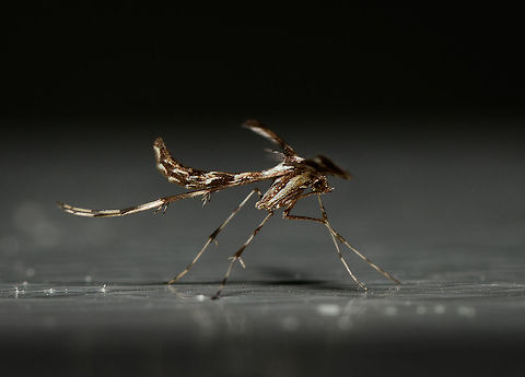 Amblyptilia acanthadactyla Plume Moth - side view, Heesch, Netherlands Rotated wall shot. The very long wing is coming at me here so it blocks some parts yet this was the only angle where I could get a view of its head.

My last entry for Moth Week 2018 before it closes. This one is very fresh, taken only one hour ago where I found it at rest on the kitchen wall. There's only 37 species of plume moths in the Netherlands, or as we call them "feather moths". Most plume moths are very picky about their host plant, but apparently this one is an exception.

Check out a closeup of some beautiful "armpits":
https://www.jungledragon.com/image/63908/amblyptilia_acanthadactyla_plume_moth_-_closeup_heesch_netherlands.html
Full body:

https://www.jungledragon.com/image/63907/amblyptilia_acanthadactyla_plume_moth_heesch_netherlands.html Amblyptilia acanthadactyla,Moth Week 2018