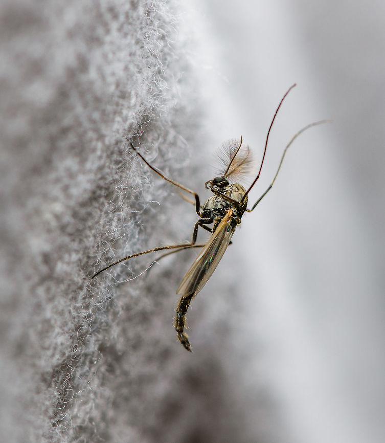 Male midge? Heesch, Netherlands By-catch from the second night of the moth light trap in our garden. I only remember the size vaguely, I&#039;d say roughly between 5-10mm. Europe,Heesch,Netherlands,World
