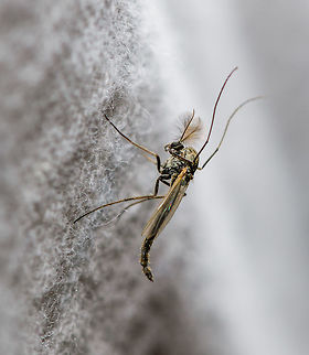 Male midge? Heesch, Netherlands By-catch from the second night of the moth light trap in our garden. I only remember the size vaguely, I'd say roughly between 5-10mm. Europe,Heesch,Netherlands,World