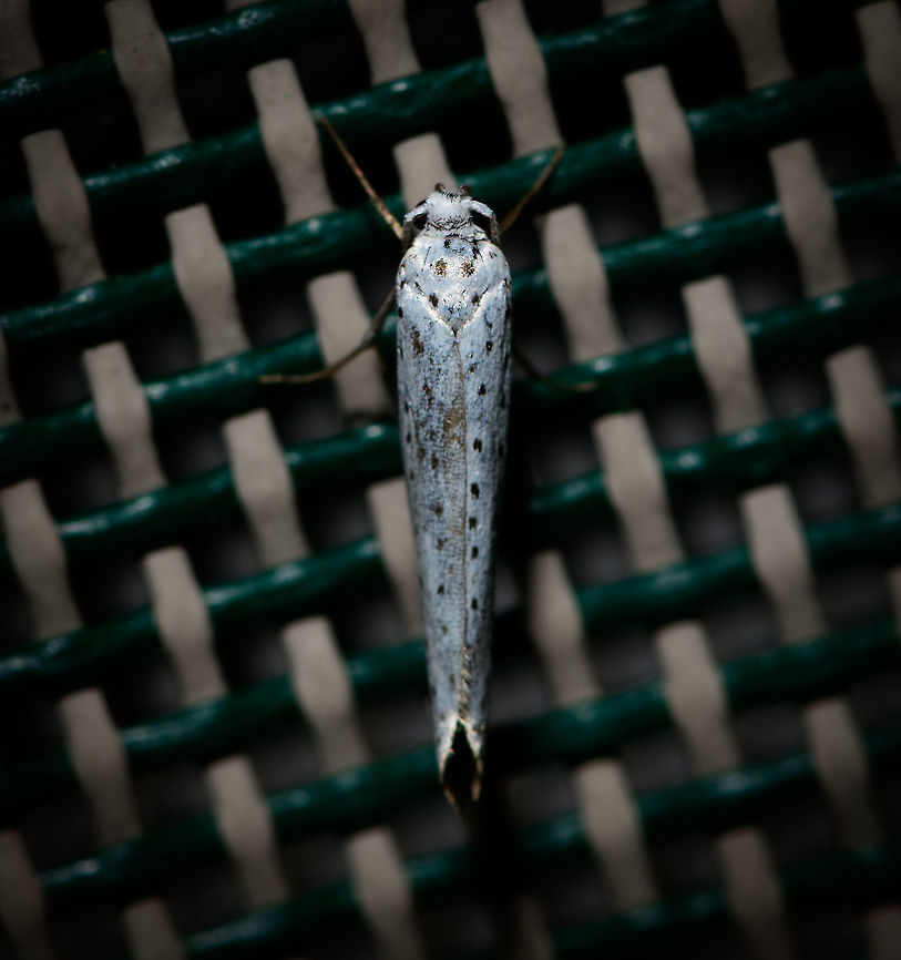Bird-cherry ermine, Heesch, Netherlands Sorry, this one slipped through the Moth Week 2018 set, should have posted it earlier. Species in this family are very easy to identify when you know the host plant, and very tricky if you don&#039;t. I&#039;ve been working together with an expert on FB to exclude other species in the family until we came to this one, based on pattern and distribution. Main reference is a very similar observation found here (note the top view photo in particular, which is a strong match):<br />
<a href="https://waarneming.nl/soort/info/1690" rel="nofollow">https://waarneming.nl/soort/info/1690</a><br />
<br />
<figure class="photo"><a href="https://www.jungledragon.com/image/63962/bird-cherry_ermine_-_side_view_heesch_netherlands.html" title="Bird-cherry ermine - side view, Heesch, Netherlands"><img src="https://s3.amazonaws.com/media.jungledragon.com/images/2/63962_thumb.jpg?AWSAccessKeyId=05GMT0V3GWVNE7GGM1R2&Expires=1759968010&Signature=1FHFW7k3DCYl6ZGtPDMIVWGfU3E%3D" width="200" height="126" alt="Bird-cherry ermine - side view, Heesch, Netherlands Sorry, this one slipped through the Moth Week 2018 set, should have posted it earlier. Species in this family are very easy to identify when you know the host plant, and very tricky if you don&#039;t. I&#039;ve been working together with an expert on FB to exclude other species in the family until we came to this one, based on pattern and distribution. Main reference is a very similar observation found here (note the top view photo in particular, which is a strong match):<br />
https://waarneming.nl/soort/info/1690<br />
<br />
https://www.jungledragon.com/image/63961/bird-cherry_ermine_heesch_netherlands.html Bird-cherry ermine,Europe,Heesch,Moth Week 2018,Netherlands,World,Yponomeuta evonymella" /></a></figure> Bird-cherry ermine,Europe,Heesch,Moth Week 2018,Netherlands,World,Yponomeuta evonymella