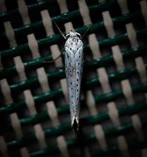 Bird-cherry ermine, Heesch, Netherlands Sorry, this one slipped through the Moth Week 2018 set, should have posted it earlier. Species in this family are very easy to identify when you know the host plant, and very tricky if you don't. I've been working together with an expert on FB to exclude other species in the family until we came to this one, based on pattern and distribution. Main reference is a very similar observation found here (note the top view photo in particular, which is a strong match):
https://waarneming.nl/soort/info/1690
https://www.jungledragon.com/image/63962/bird-cherry_ermine_-_side_view_heesch_netherlands.html Bird-cherry ermine,Europe,Heesch,Moth Week 2018,Netherlands,World,Yponomeuta evonymella