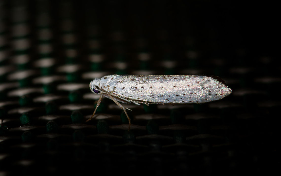 Bird-cherry ermine - side view, Heesch, Netherlands Sorry, this one slipped through the Moth Week 2018 set, should have posted it earlier. Species in this family are very easy to identify when you know the host plant, and very tricky if you don't. I've been working together with an expert on FB to exclude other species in the family until we came to this one, based on pattern and distribution. Main reference is a very similar observation found here (note the top view photo in particular, which is a strong match):<br />
<a href="https://waarneming.nl/soort/info/1690" rel="nofollow">https://waarneming.nl/soort/info/1690</a><br />
<br />
<figure class="photo"><a href="https://www.jungledragon.com/image/63961/bird-cherry_ermine_heesch_netherlands.html" title="Bird-cherry ermine, Heesch, Netherlands"><img src="https://s3.amazonaws.com/media.jungledragon.com/images/2/63961_thumb.jpg?AWSAccessKeyId=05GMT0V3GWVNE7GGM1R2&Expires=1763596810&Signature=DMzrahpVcgkq0DGRdHl813T%2B8Xk%3D" width="144" height="152" alt="Bird-cherry ermine, Heesch, Netherlands Sorry, this one slipped through the Moth Week 2018 set, should have posted it earlier. Species in this family are very easy to identify when you know the host plant, and very tricky if you don't. I've been working together with an expert on FB to exclude other species in the family until we came to this one, based on pattern and distribution. Main reference is a very similar observation found here (note the top view photo in particular, which is a strong match):<br />
https://waarneming.nl/soort/info/1690<br />
<br />
https://www.jungledragon.com/image/63962/bird-cherry_ermine_-_side_view_heesch_netherlands.html Bird-cherry ermine,Europe,Heesch,Moth Week 2018,Netherlands,World,Yponomeuta evonymella" /></a></figure> Bird-cherry ermine,Europe,Heesch,Moth Week 2018,Netherlands,World,Yponomeuta evonymella