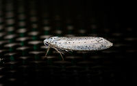 Bird-cherry ermine - side view, Heesch, Netherlands Sorry, this one slipped through the Moth Week 2018 set, should have posted it earlier. Species in this family are very easy to identify when you know the host plant, and very tricky if you don't. I've been working together with an expert on FB to exclude other species in the family until we came to this one, based on pattern and distribution. Main reference is a very similar observation found here (note the top view photo in particular, which is a strong match):<br />
https://waarneming.nl/soort/info/1690<br />
<br />
https://www.jungledragon.com/image/63961/bird-cherry_ermine_heesch_netherlands.html Bird-cherry ermine,Europe,Heesch,Moth Week 2018,Netherlands,World,Yponomeuta evonymella
