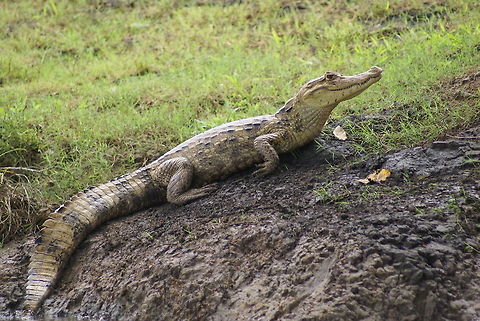 Caiman side view A caiman rest on the side of a river in Costa Rica. Caiman,Caiman crocodilus,Costa Rica,Spectacled caiman