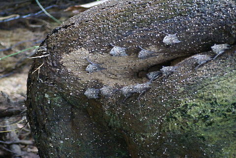 Long-nosed bats These little bloodsuckers were found on a tree in a river of Costa Rica. They are really tiny, about the size of a finger tip. Bats,Costa Rica,Long-nosed Bat,Proboscis bat,Rhynchonycteris naso