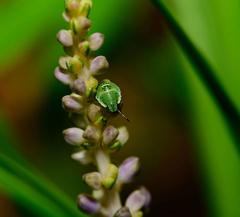 Green shield bug nymph, Heesch, Netherlands Found in our garden. Closeup:
https://www.jungledragon.com/image/64103/green_shield_bug_nymph_-_closeup_heesch_netherlands.html Europe,Green shield bug,Heesch,Netherlands,Palomena prasina,World