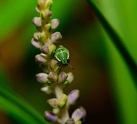 Green shield bug nymph, Heesch, Netherlands Found in our garden. Closeup:<br />
https://www.jungledragon.com/image/64103/green_shield_bug_nymph_-_closeup_heesch_netherlands.html Europe,Green shield bug,Heesch,Netherlands,Palomena prasina,World