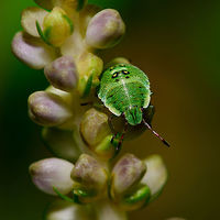Green shield bug nymph - closeup, Heesch, Netherlands Found in our garden. Overview:<br />
https://www.jungledragon.com/image/64102/green_shield_bug_nymph_heesch_netherlands.html Europe,Green shield bug,Heesch,Netherlands,Palomena prasina,World