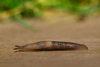 Deroceras invadens, Heesch, Netherlands Found on our backyard garden floor, which looks like wood, yet is actually stone. In dutch this species is named "zwervende akkerslak", which translates as Wandering Field Slug. Identification is done by an expert without much explanation, but reference photos seem to show a match. I estimate the size at about 7cm. Top view:<br />
https://www.jungledragon.com/image/64106/deroceras_invadens_-_top_view_heesch_netherlands.html Deroceras invadens,Europe,Heesch,Moth Week 2018,Netherlands,World