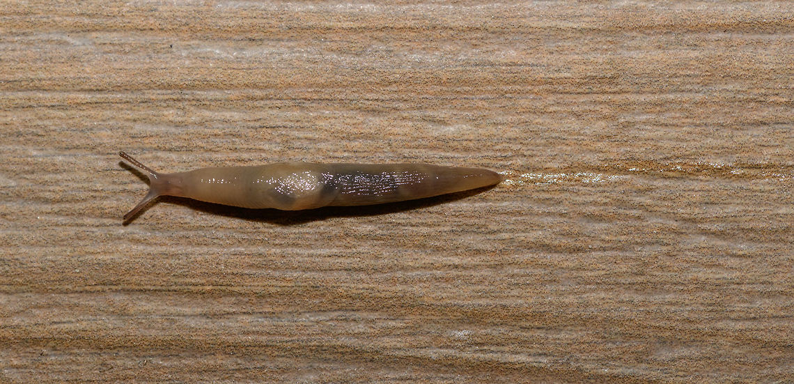 Deroceras invadens - top view, Heesch, Netherlands Note the slime trail :)<br />
<br />
Found on our backyard garden floor, which looks like wood, yet is actually stone. In dutch this species is named &quot;zwervende akkerslak&quot;, which translates as Wandering Field Slug. Identification is done by an expert without much explanation, but reference photos seem to show a match. I estimate the size at about 7cm. Side view:<br />
<figure class="photo"><a href="https://www.jungledragon.com/image/64105/deroceras_invadens_heesch_netherlands.html" title="Deroceras invadens, Heesch, Netherlands"><img src="https://s3.amazonaws.com/media.jungledragon.com/images/2/64105_thumb.jpg?AWSAccessKeyId=05GMT0V3GWVNE7GGM1R2&Expires=1759968010&Signature=Nfa5d2wdpr0XMJdDWm6OuDD0ZtE%3D" width="200" height="134" alt="Deroceras invadens, Heesch, Netherlands Found on our backyard garden floor, which looks like wood, yet is actually stone. In dutch this species is named &quot;zwervende akkerslak&quot;, which translates as Wandering Field Slug. Identification is done by an expert without much explanation, but reference photos seem to show a match. I estimate the size at about 7cm. Top view:<br />
https://www.jungledragon.com/image/64106/deroceras_invadens_-_top_view_heesch_netherlands.html Deroceras invadens,Europe,Heesch,Moth Week 2018,Netherlands,World" /></a></figure> Deroceras invadens,Europe,Heesch,Moth Week 2018,Netherlands,World