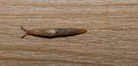 Deroceras invadens - top view, Heesch, Netherlands Note the slime trail :)

Found on our backyard garden floor, which looks like wood, yet is actually stone. In dutch this species is named "zwervende akkerslak", which translates as Wandering Field Slug. Identification is done by an expert without much explanation, but reference photos seem to show a match. I estimate the size at about 7cm. Side view:
https://www.jungledragon.com/image/64105/deroceras_invadens_heesch_netherlands.html Deroceras invadens,Europe,Heesch,Moth Week 2018,Netherlands,World