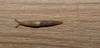 Deroceras invadens - top view, Heesch, Netherlands Note the slime trail :)<br />
<br />
Found on our backyard garden floor, which looks like wood, yet is actually stone. In dutch this species is named "zwervende akkerslak", which translates as Wandering Field Slug. Identification is done by an expert without much explanation, but reference photos seem to show a match. I estimate the size at about 7cm. Side view:<br />
https://www.jungledragon.com/image/64105/deroceras_invadens_heesch_netherlands.html Deroceras invadens,Europe,Heesch,Moth Week 2018,Netherlands,World