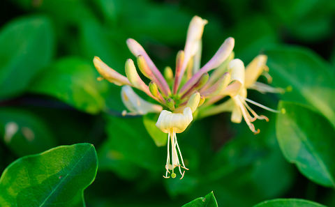 Common HoneySuckle - front view, Heesch, Netherlands One of few native wild plants in the Netherlands that can compete with the overwhelming beauty of some tropical plants. This is a very large climbing plant that can grow several meters tall. Since there are multiple honeysuckles in the genus, in dutch we refer to this particular species as the "wild honeysuckle".

https://www.jungledragon.com/image/64210/common_honeysuckle_heesch_netherlands.html
https://www.jungledragon.com/image/64209/common_honeysuckle_-_side_view_heesch_netherlands.html Common Honeysuckle,Europe,Heesch,Lonicera periclymenum,Netherlands,World
