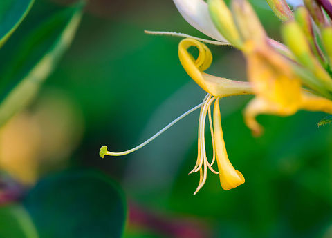 Common HoneySuckle - side view, Heesch, Netherlands One of few native wild plants in the Netherlands that can compete with the overwhelming beauty of some tropical plants. This is a very large climbing plant that can grow several meters tall. Since there are multiple honeysuckles in the genus, in dutch we refer to this particular species as the "wild honeysuckle".
https://www.jungledragon.com/image/64210/common_honeysuckle_heesch_netherlands.html
https://www.jungledragon.com/image/64208/common_honeysuckle_-_front_view_heesch_netherlands.html Common Honeysuckle,Europe,Heesch,Lonicera periclymenum,Netherlands,World