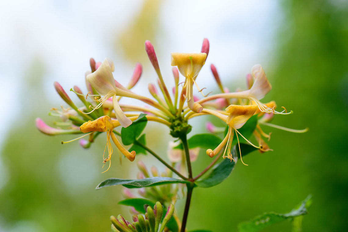 Common HoneySuckle, Heesch, Netherlands One of few native wild plants in the Netherlands that can compete with the overwhelming beauty of some tropical plants. This is a very large climbing plant that can grow several meters tall. Since there are multiple honeysuckles in the genus, in dutch we refer to this particular species as the &quot;wild honeysuckle&quot;.<br />
<figure class="photo"><a href="https://www.jungledragon.com/image/64209/common_honeysuckle_-_side_view_heesch_netherlands.html" title="Common HoneySuckle - side view, Heesch, Netherlands"><img src="https://s3.amazonaws.com/media.jungledragon.com/images/2/64209_thumb.jpg?AWSAccessKeyId=05GMT0V3GWVNE7GGM1R2&Expires=1767225610&Signature=%2FO16ApkDV8YjKTeATJALVqQtvuc%3D" width="200" height="144" alt="Common HoneySuckle - side view, Heesch, Netherlands One of few native wild plants in the Netherlands that can compete with the overwhelming beauty of some tropical plants. This is a very large climbing plant that can grow several meters tall. Since there are multiple honeysuckles in the genus, in dutch we refer to this particular species as the &quot;wild honeysuckle&quot;.<br />
https://www.jungledragon.com/image/64210/common_honeysuckle_heesch_netherlands.html<br />
https://www.jungledragon.com/image/64208/common_honeysuckle_-_front_view_heesch_netherlands.html Common Honeysuckle,Europe,Heesch,Lonicera periclymenum,Netherlands,World" /></a></figure><br />
<figure class="photo"><a href="https://www.jungledragon.com/image/64208/common_honeysuckle_-_front_view_heesch_netherlands.html" title="Common HoneySuckle - front view, Heesch, Netherlands"><img src="https://s3.amazonaws.com/media.jungledragon.com/images/2/64208_thumb.jpg?AWSAccessKeyId=05GMT0V3GWVNE7GGM1R2&Expires=1767225610&Signature=kHSRHMEMoutBHg3%2BvkYpLGCQ6S4%3D" width="200" height="124" alt="Common HoneySuckle - front view, Heesch, Netherlands One of few native wild plants in the Netherlands that can compete with the overwhelming beauty of some tropical plants. This is a very large climbing plant that can grow several meters tall. Since there are multiple honeysuckles in the genus, in dutch we refer to this particular species as the &quot;wild honeysuckle&quot;.<br />
<br />
https://www.jungledragon.com/image/64210/common_honeysuckle_heesch_netherlands.html<br />
https://www.jungledragon.com/image/64209/common_honeysuckle_-_side_view_heesch_netherlands.html Common Honeysuckle,Europe,Heesch,Lonicera periclymenum,Netherlands,World" /></a></figure> Common Honeysuckle,Europe,Heesch,Lonicera periclymenum,Netherlands,World