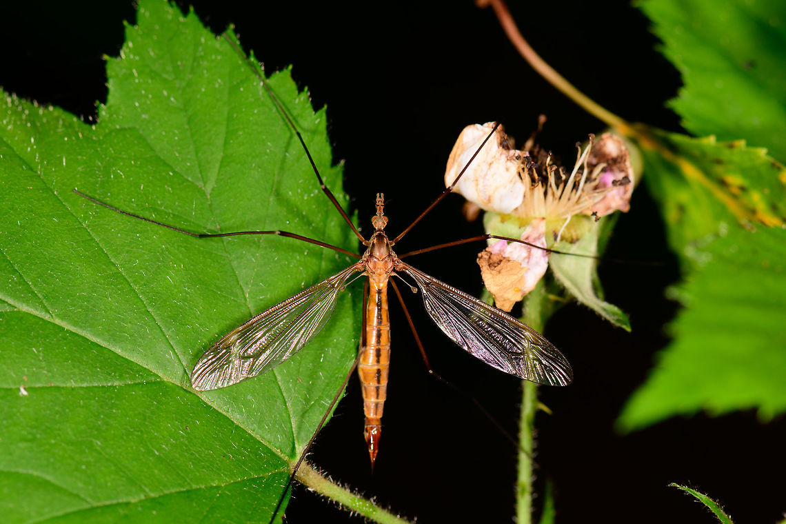 Tipula staegeri, Heesch, Netherlands Found in a nearby forest in a shaded area. Tipula staegeri is the presumed species. Here&#039;s a great guide (dutch) regarding all crane flies in the Netherlands:<br />
<a href="https://ccw.naturalis.nl/documents/09_Tabel_F_Peeters_en_Oosterbroek,_2016a.pdf" rel="nofollow">https://ccw.naturalis.nl/documents/09_Tabel_F_Peeters_en_Oosterbroek,_2016a.pdf</a><br />
<br />
I struggled to find a match in particular with the clear black stripe on the abdomen. Tipula staegeri &quot;kind of&quot; has it, and there&#039;s this very similar observation:<br />
<a href="http://www.igoterra.com/photo/1269/097589.JPG" rel="nofollow">http://www.igoterra.com/photo/1269/097589.JPG</a><br />
<br />
Still, I&#039;m definitely not 100% sure so will be checking it with Arp.<br />
<br />
 Europe,Heesch,Netherlands,Tipula staegeri,World,tipula staegeri