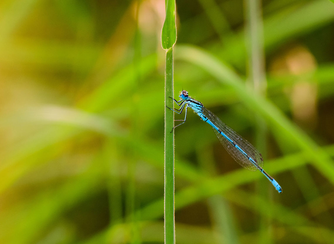 Azure damselfly in evening sun, Heesch, Netherlands As this is the only angle I have, identification is a struggle. I'm basing Azure Damselfly in particular on the curly black stripe on the thorax. I hope I got it right. Azure Damselfly,Coenagrion puella,Europe,Heesch,Netherlands,World