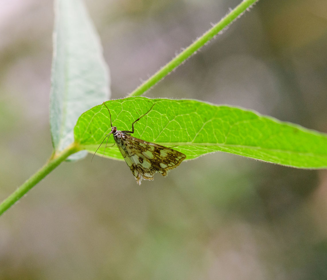 Brown China Mark, Heesch, Netherlands Not a great angle, it does not justice to the beauty of this species but it's the only shot I have. In dutch we call it the "water lily moth". Brown China Mark,Elophila nymphaeata,Europe,Heesch,Netherlands,World