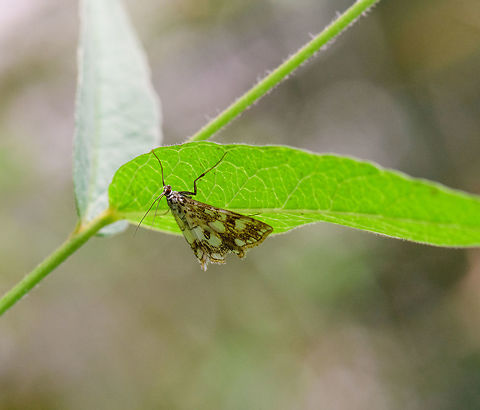Brown China Mark, Heesch, Netherlands Not a great angle, it does not justice to the beauty of this species but it's the only shot I have. In dutch we call it the "water lily moth". Brown China Mark,Elophila nymphaeata,Europe,Heesch,Netherlands,World