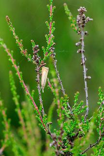 Garden Grass-veneer in habitat, Heesch, Netherlands Very close to my home is a field of Calluna vulgaris that turns into a purple sea during the right time of year, example from 6 years ago:
https://www.jungledragon.com/image/5592/purple_sea_22.html
I regularly cross this field and with each step, it disturbs a few grass moths like these. I then watch where they flee to and if its in a good position, I go for the slow approach. Same individual:

https://www.jungledragon.com/image/64282/garden_grass-veneer_in_habitat_-_closeup_heesch_netherlands.html
https://www.jungledragon.com/image/64283/garden_grass-veneer_-_macro_heesch_netherlands.html Chrysoteuchia culmella,Europe,Garden Grass-veneer,Heesch,Netherlands,World